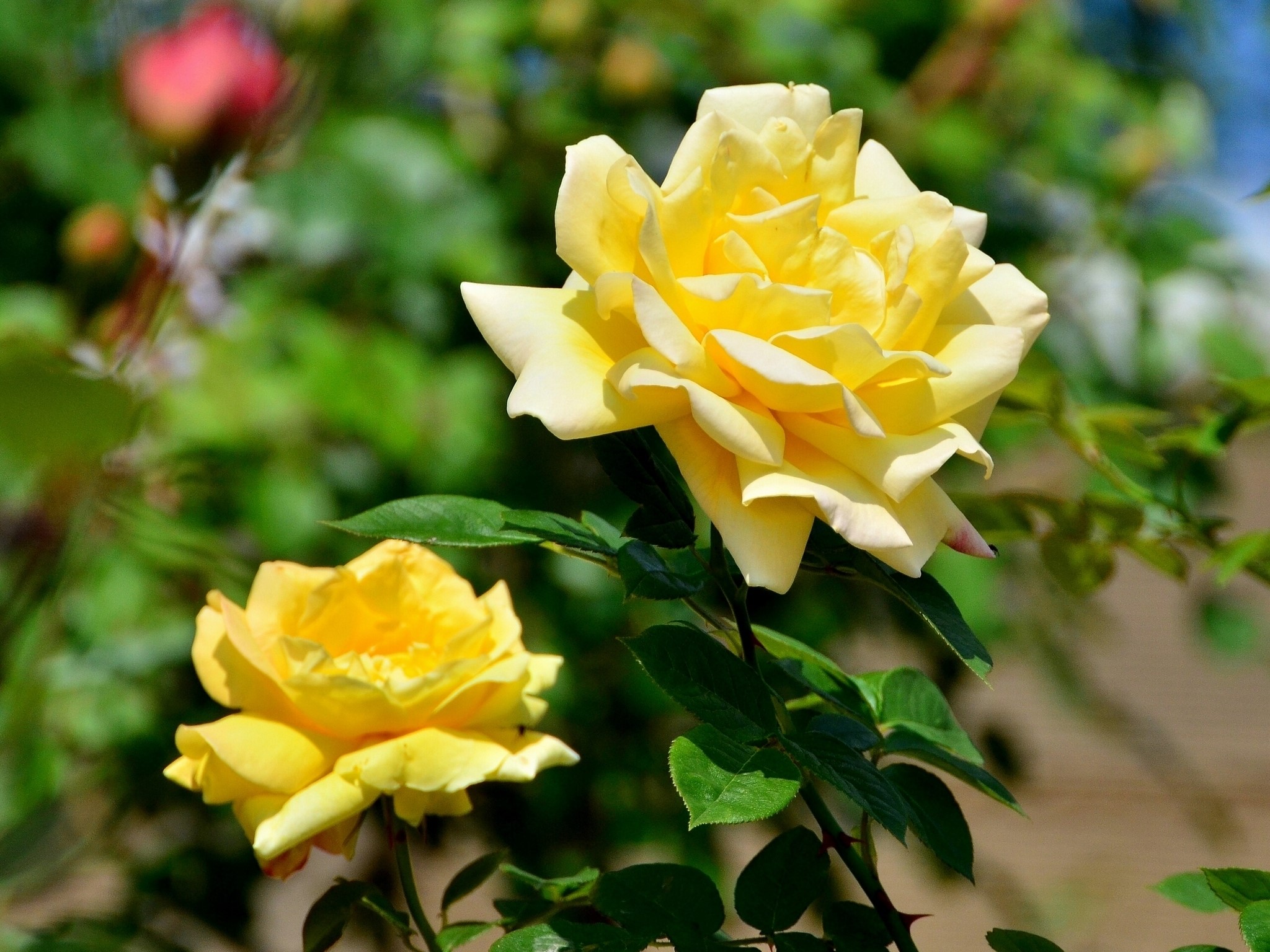 Two yellow roses in a garden HD Wallpaper