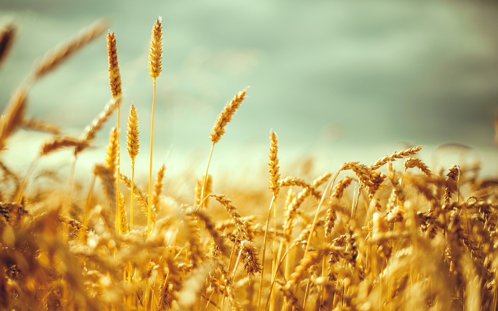 Wheat field in the sun HD Wallpaper