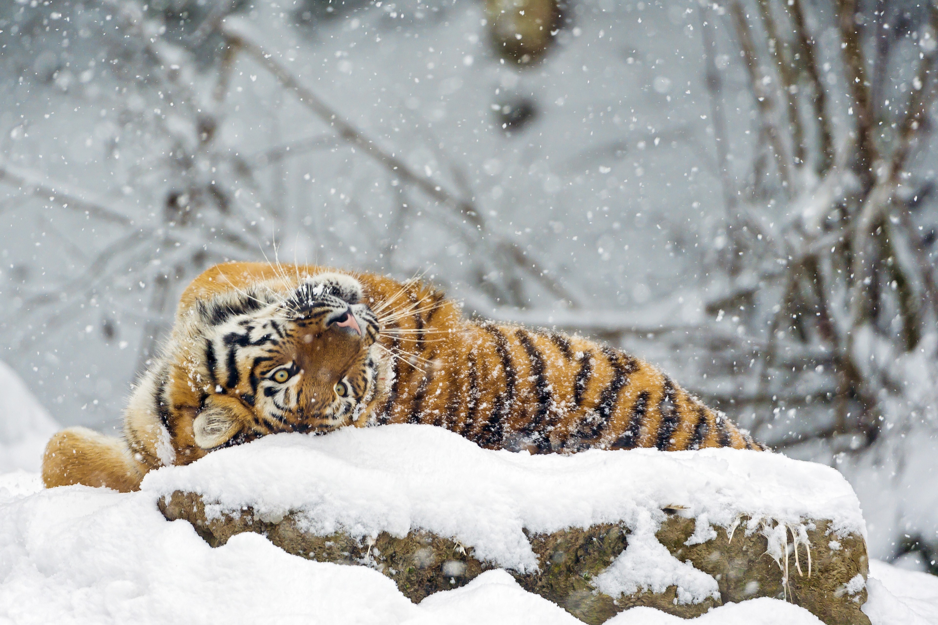 Tiger lying on snow in snowfall HD Wallpaper