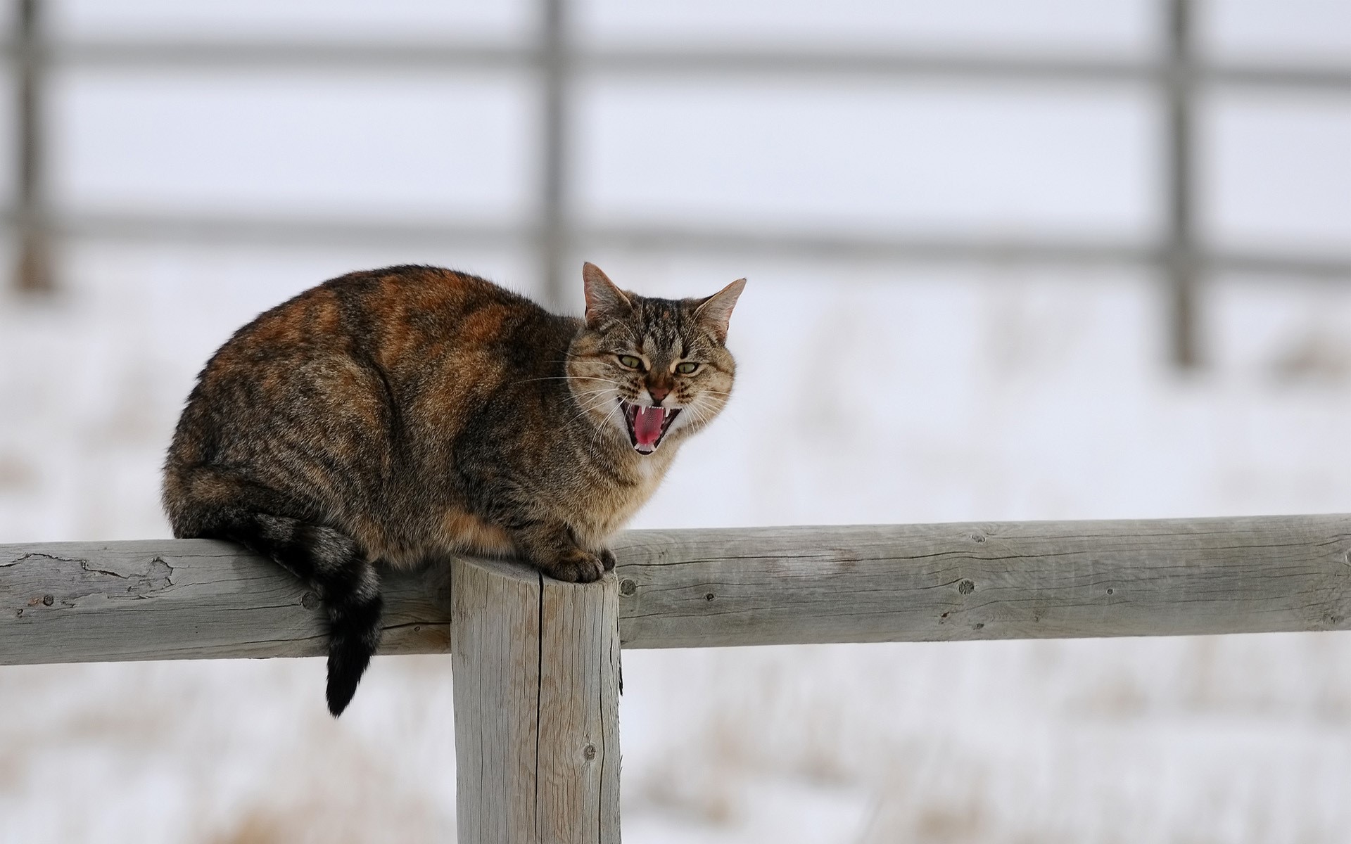A cat hissing on a wooden fence in the snow HD Wallpaper