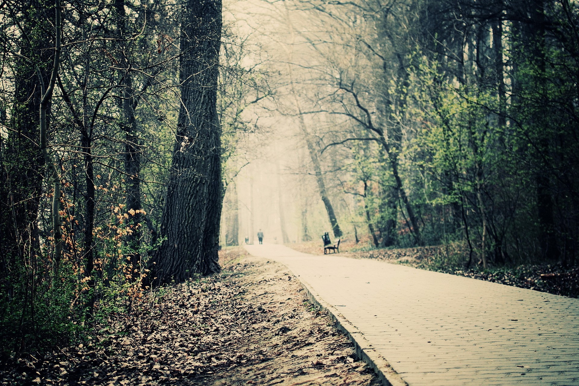 A paved path through a misty park with trees HD Wallpaper