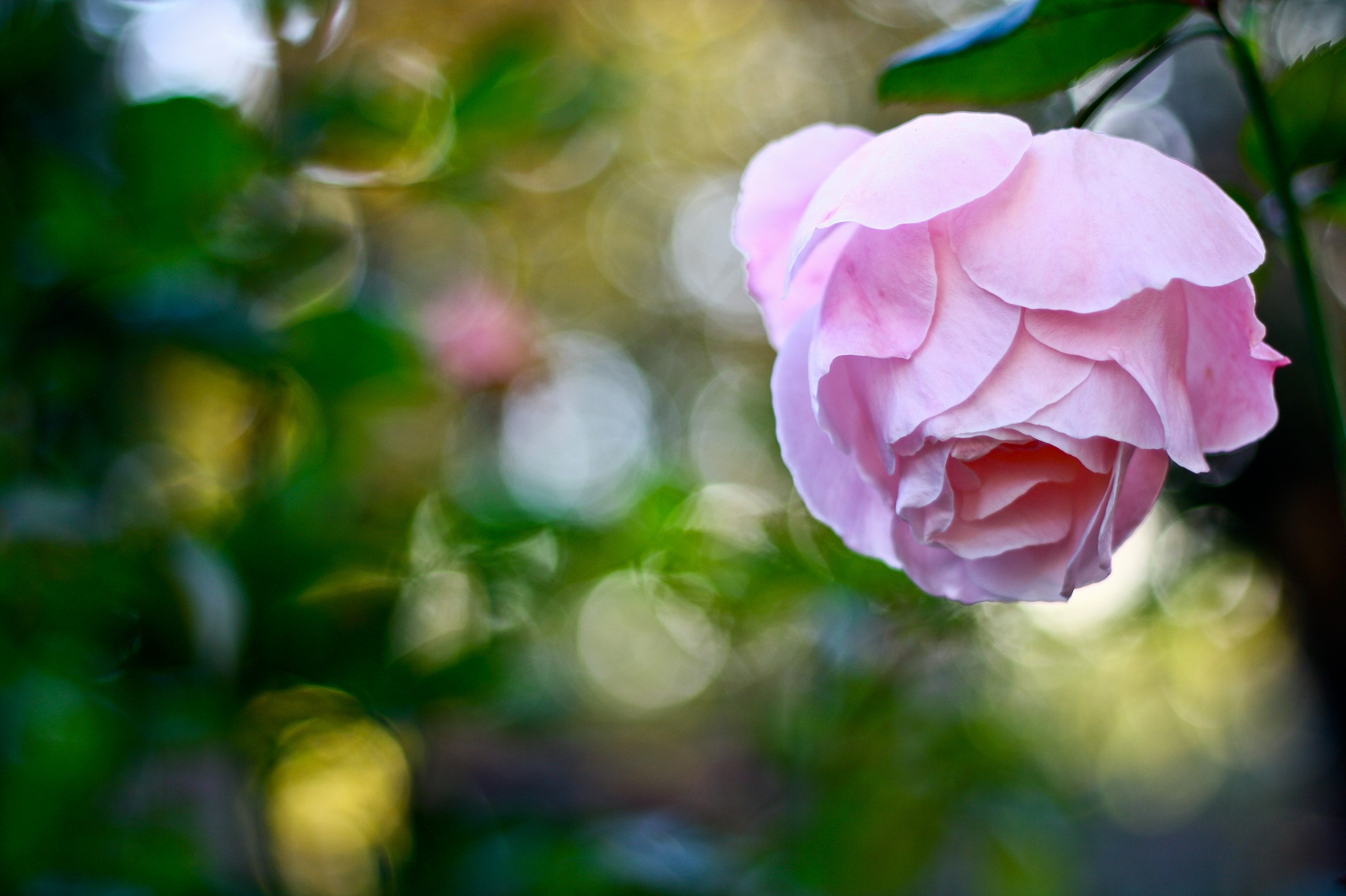 Close-up of a delicate pink rose in bloom HD Wallpaper