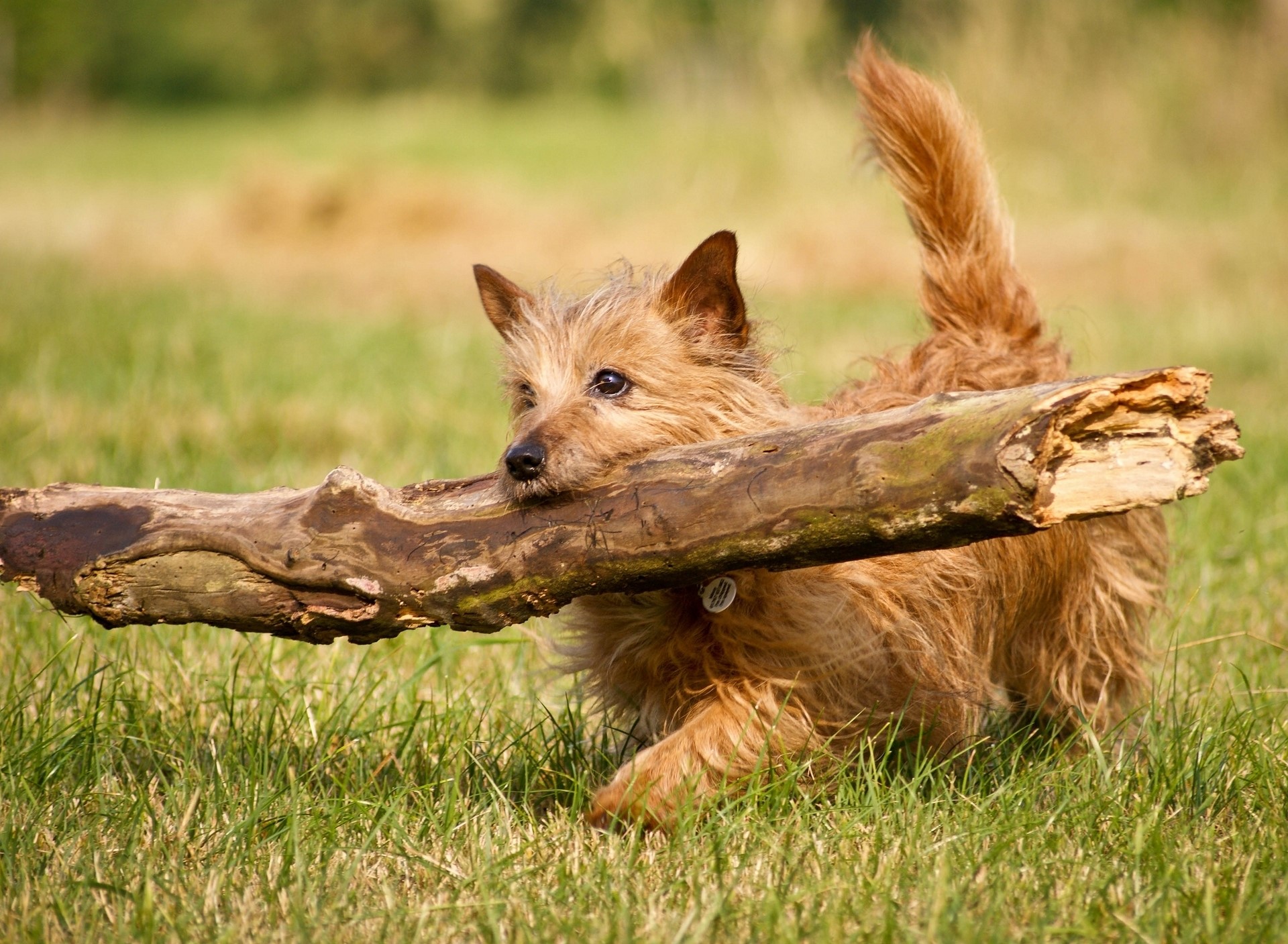 Norwich Terrier carrying a large branch in a grassy field HD Wallpaper