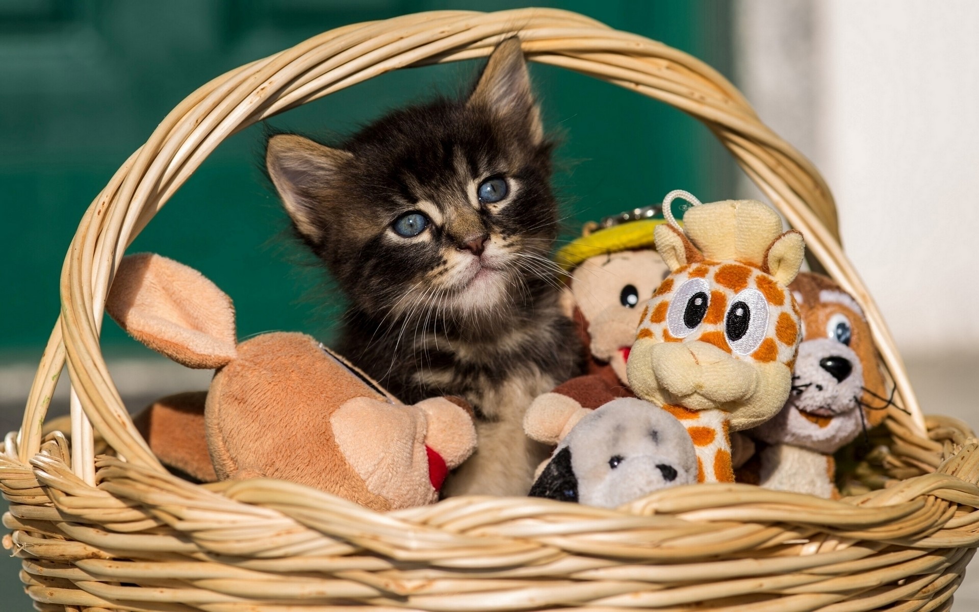 Kitten in a wicker basket with stuffed toys HD Wallpaper