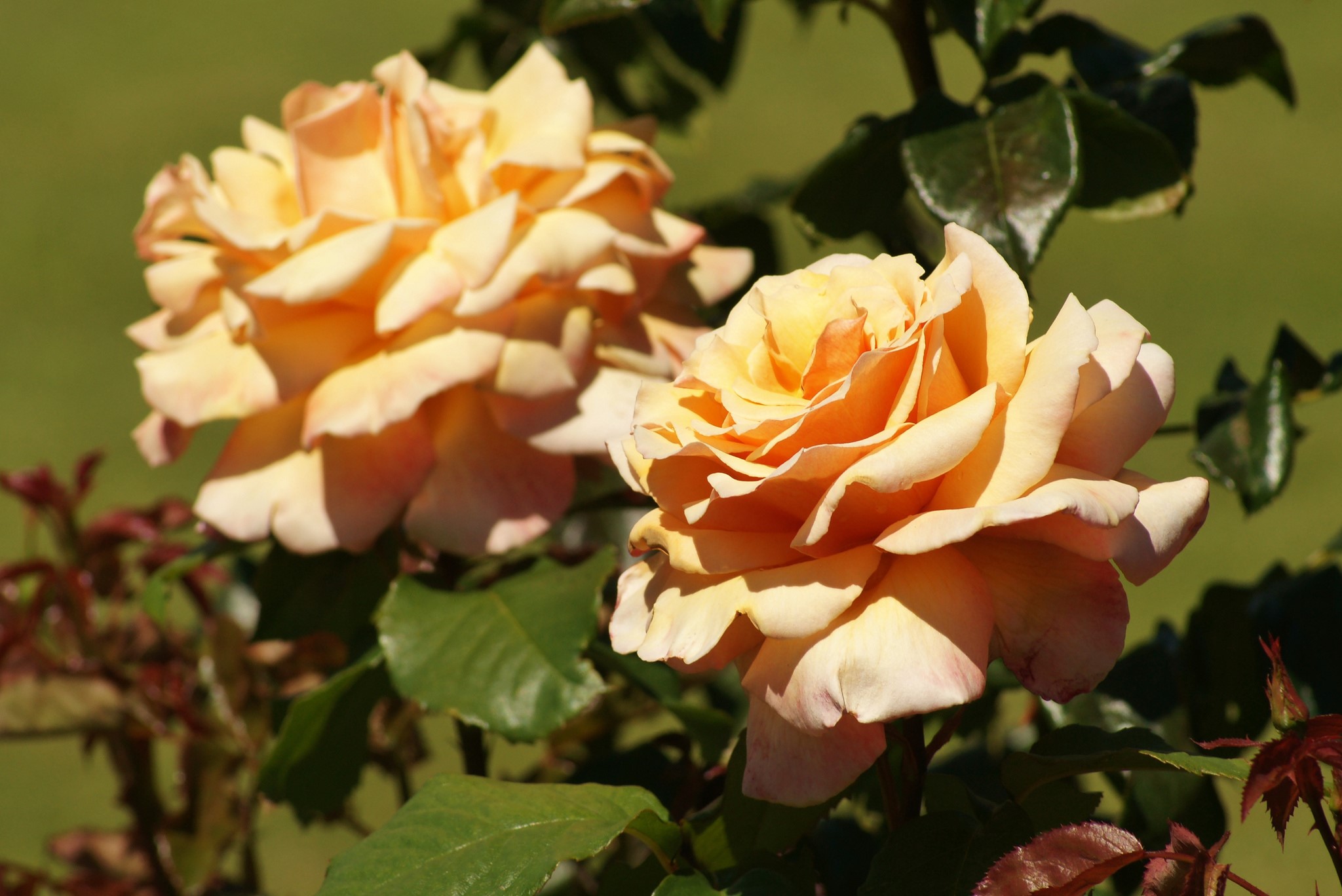 Two peach roses in bloom HD Wallpaper