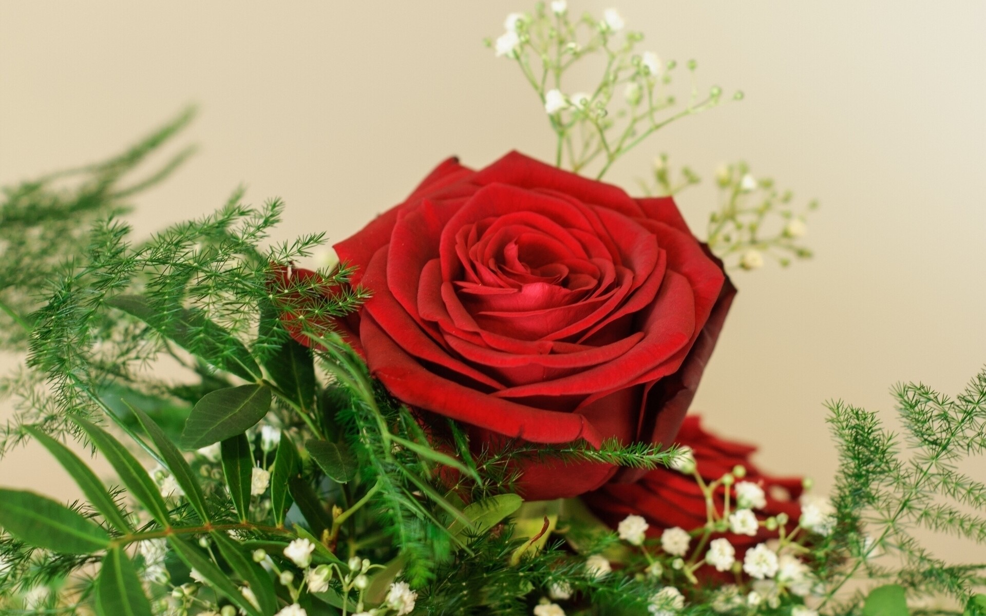 Close-up of a red rose with greenery HD Wallpaper