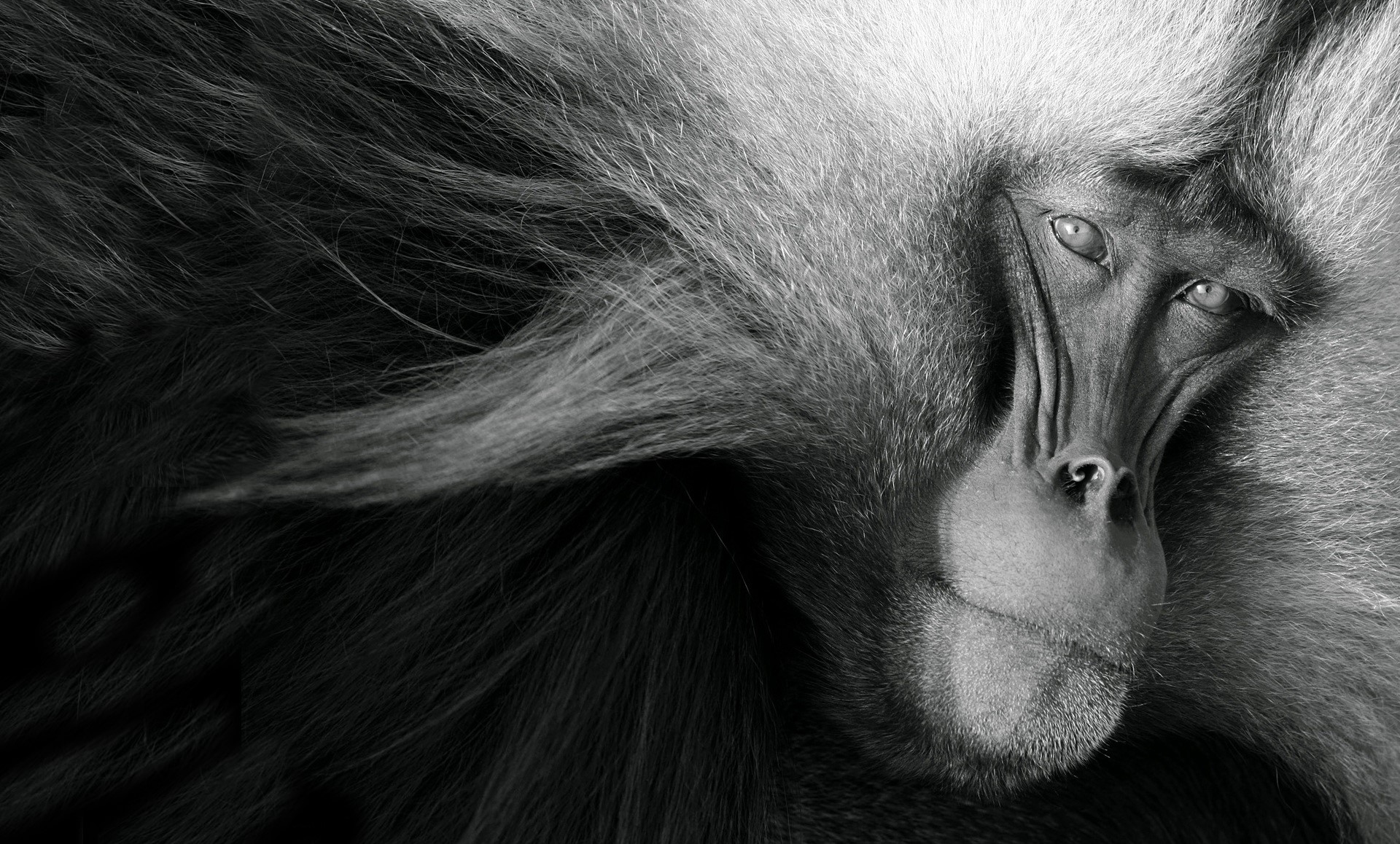 Close-up of a Gelada Baboon's Face HD Wallpaper