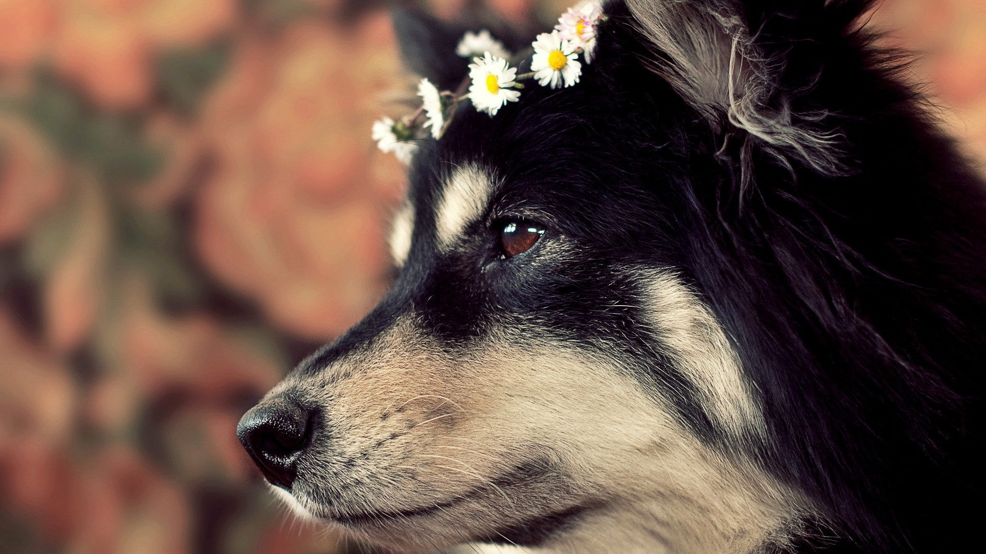 Dog wearing a flower crown looking to the side HD Wallpaper