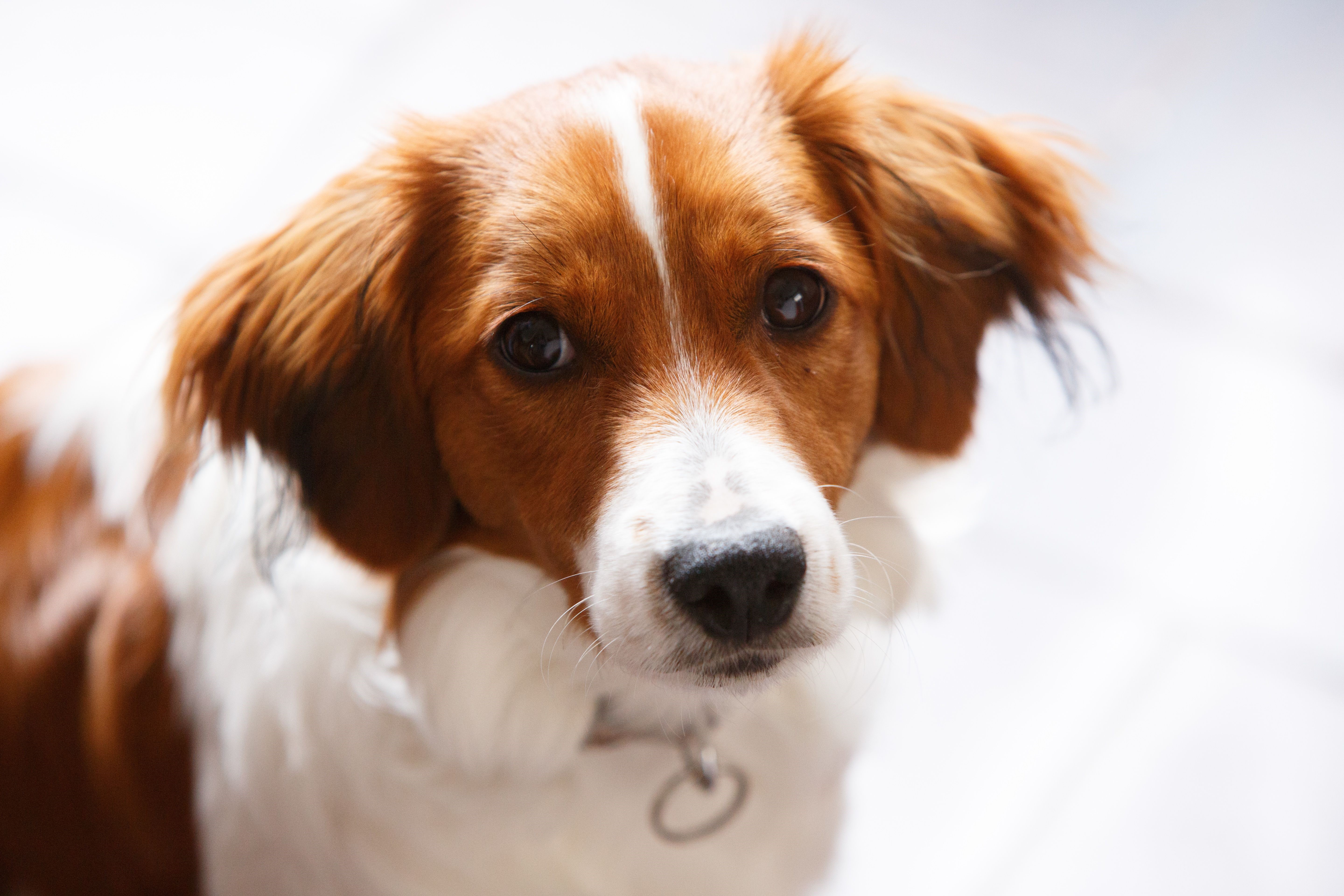 Dog with brown and white fur HD Wallpaper