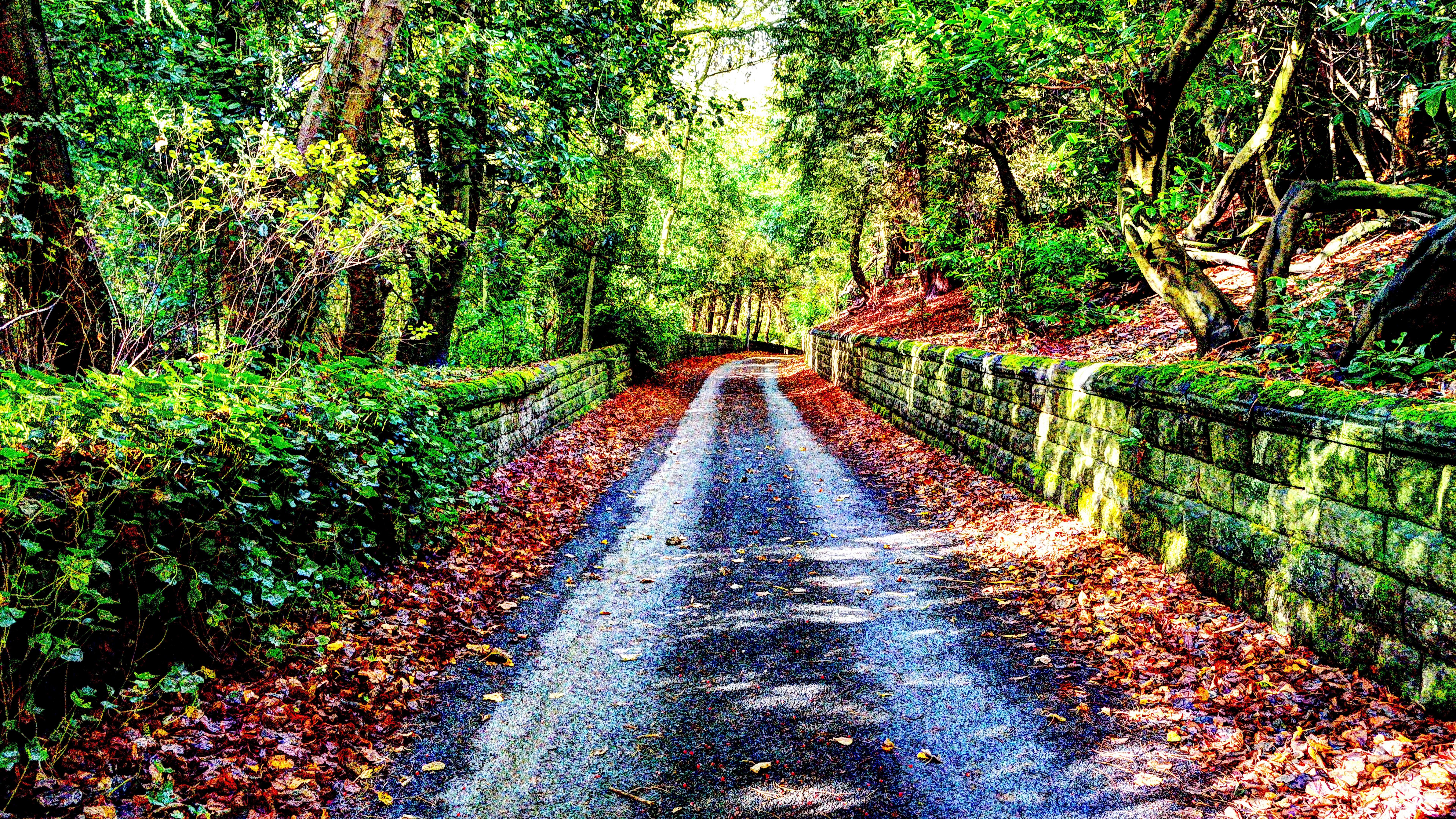 A winding road through a forest in autumn HD Wallpaper