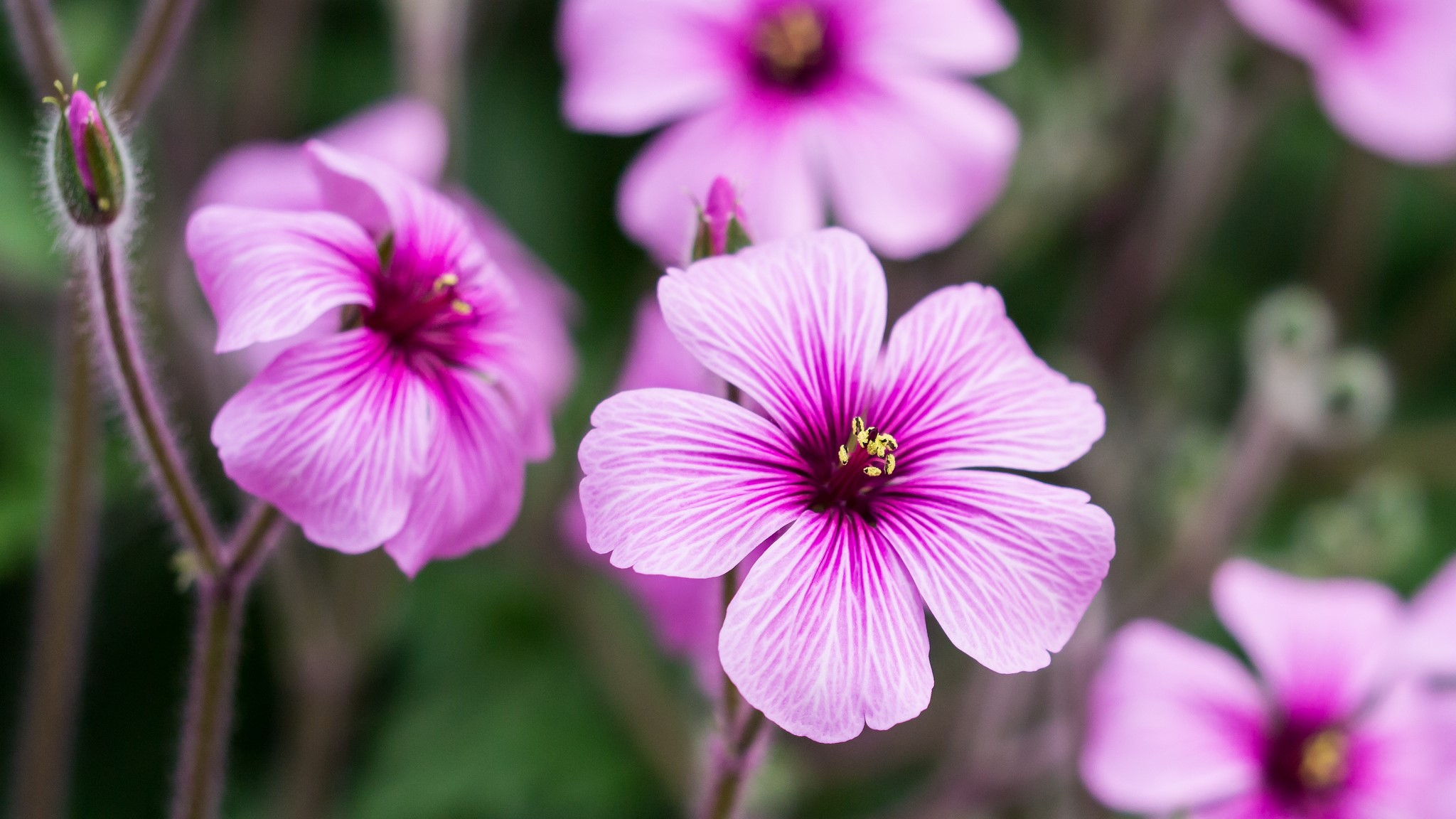 Close-up of pink Geranium flowers HD Wallpaper