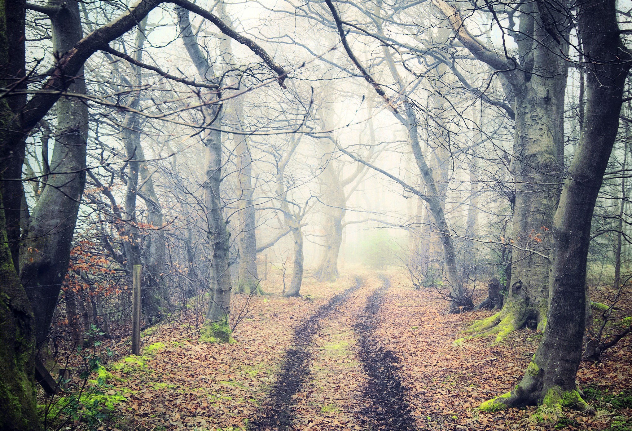 Forest path in autumn fog HD Wallpaper