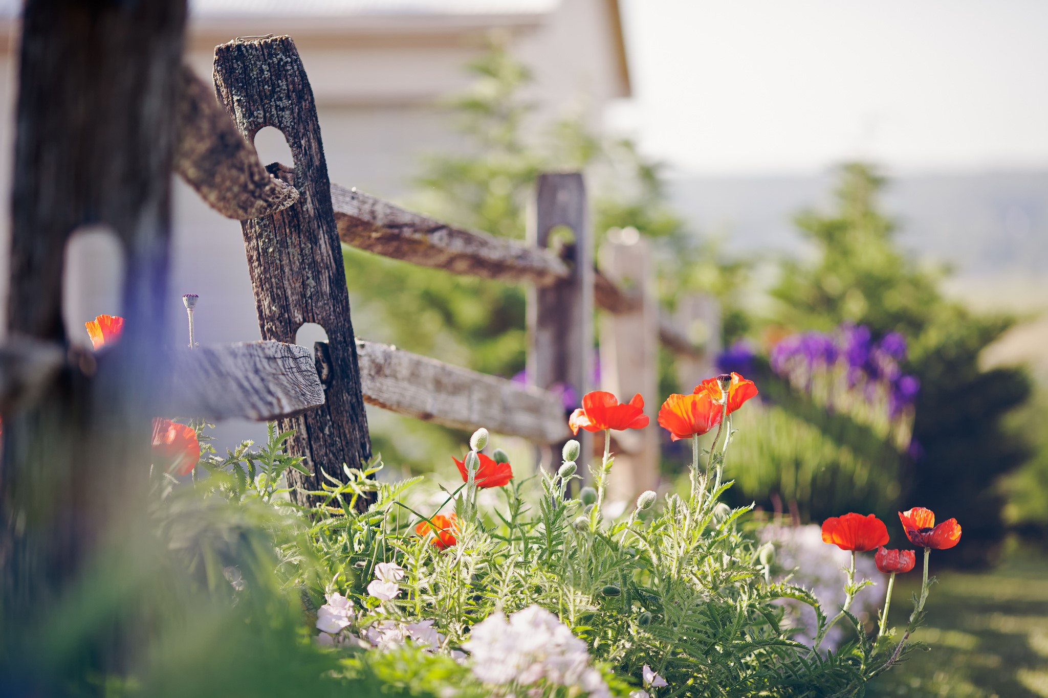 Red Poppies and a Wooden Fence HD Wallpaper