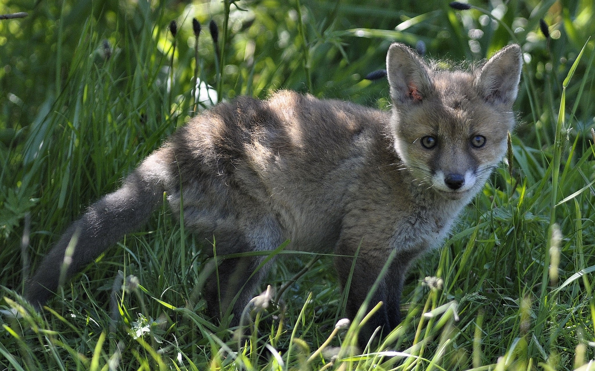 A young fox cub stands in tall green grass HD Wallpaper