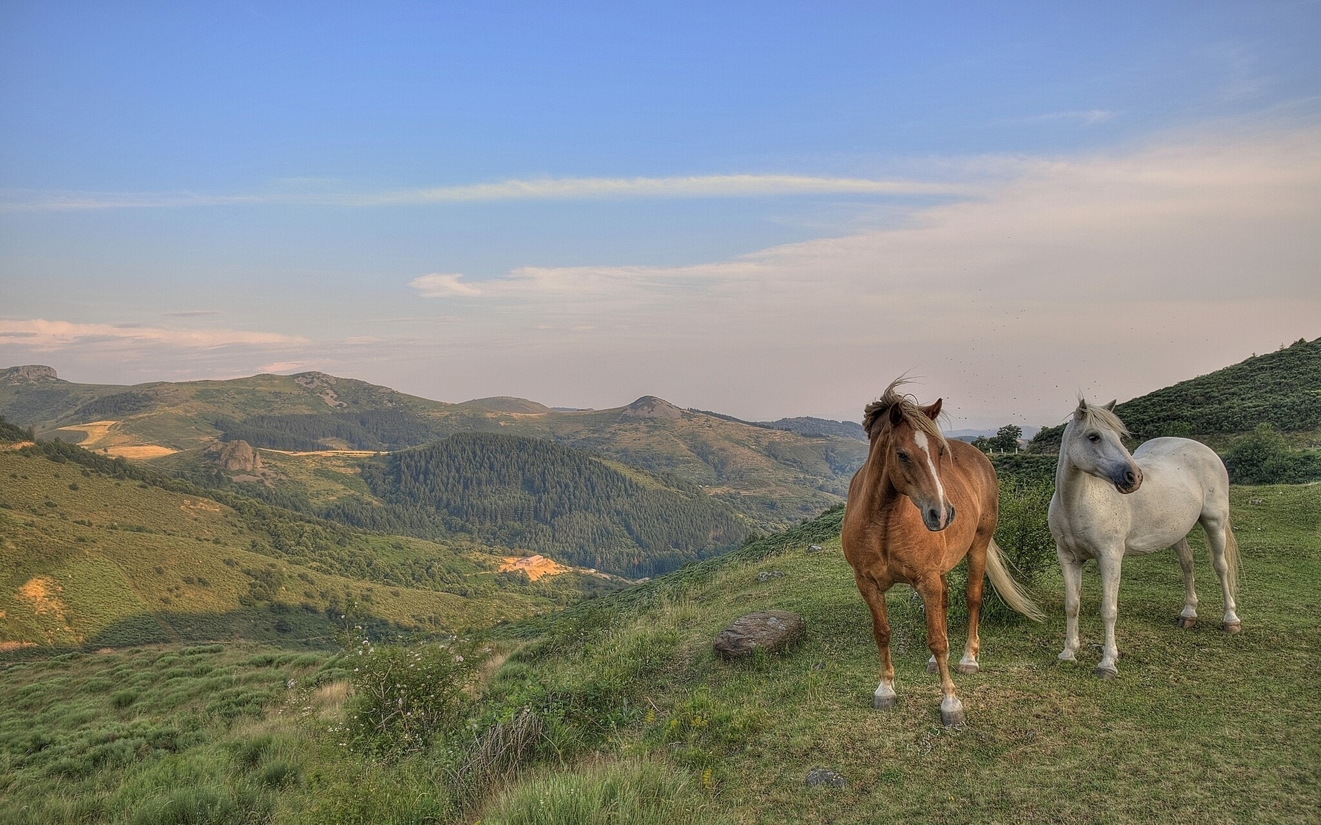Two horses in a mountainous landscape HD Wallpaper
