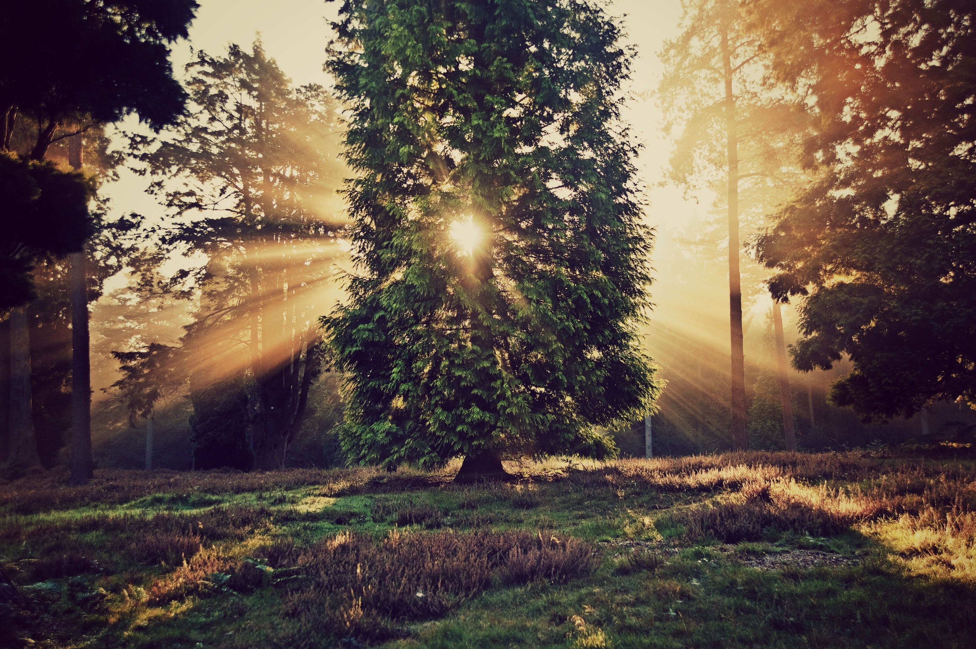 Sunbeams through trees in a forest clearing HD Wallpaper
