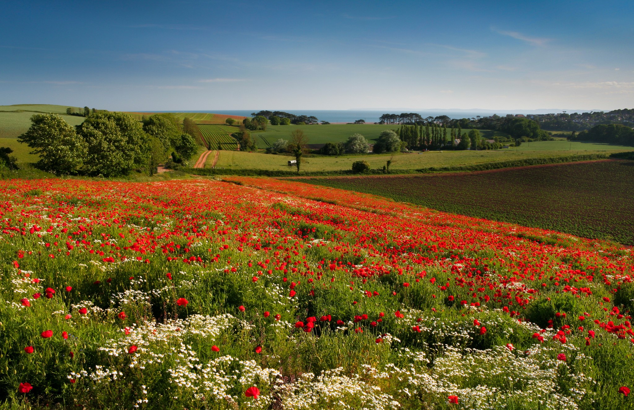 Field of Poppies and Wildflowers in Budleigh Salterton, England HD Wallpaper