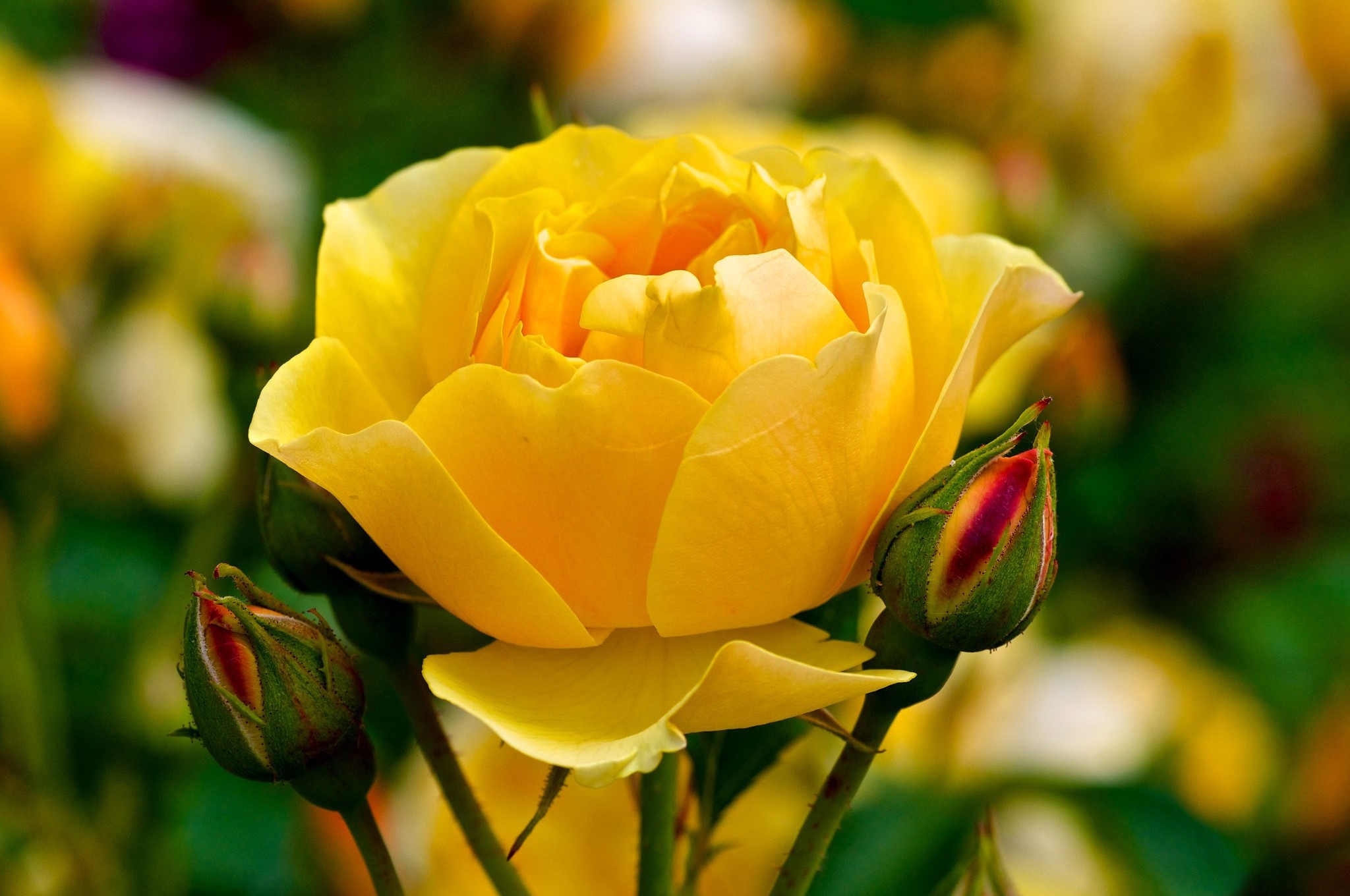 Yellow rose with buds HD Wallpaper