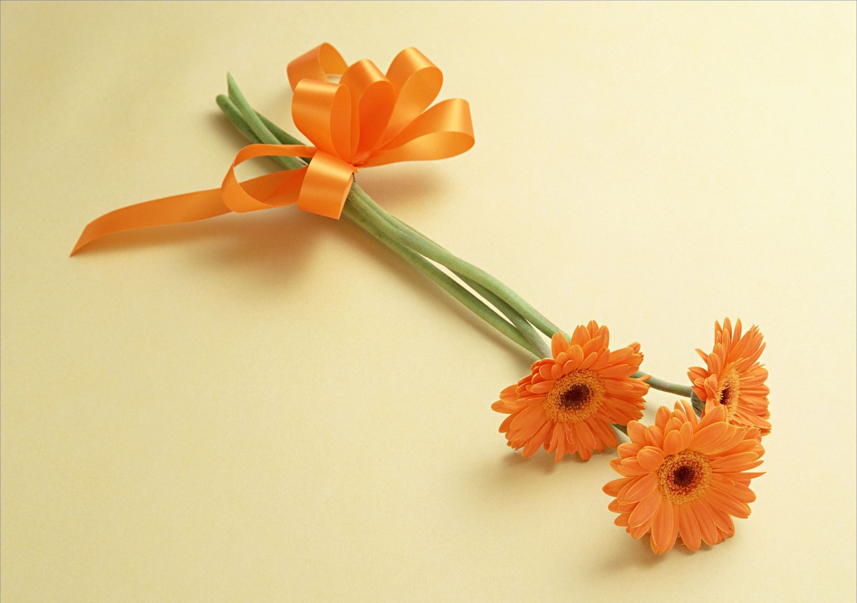 Orange Gerberas tied with a ribbon HD Wallpaper