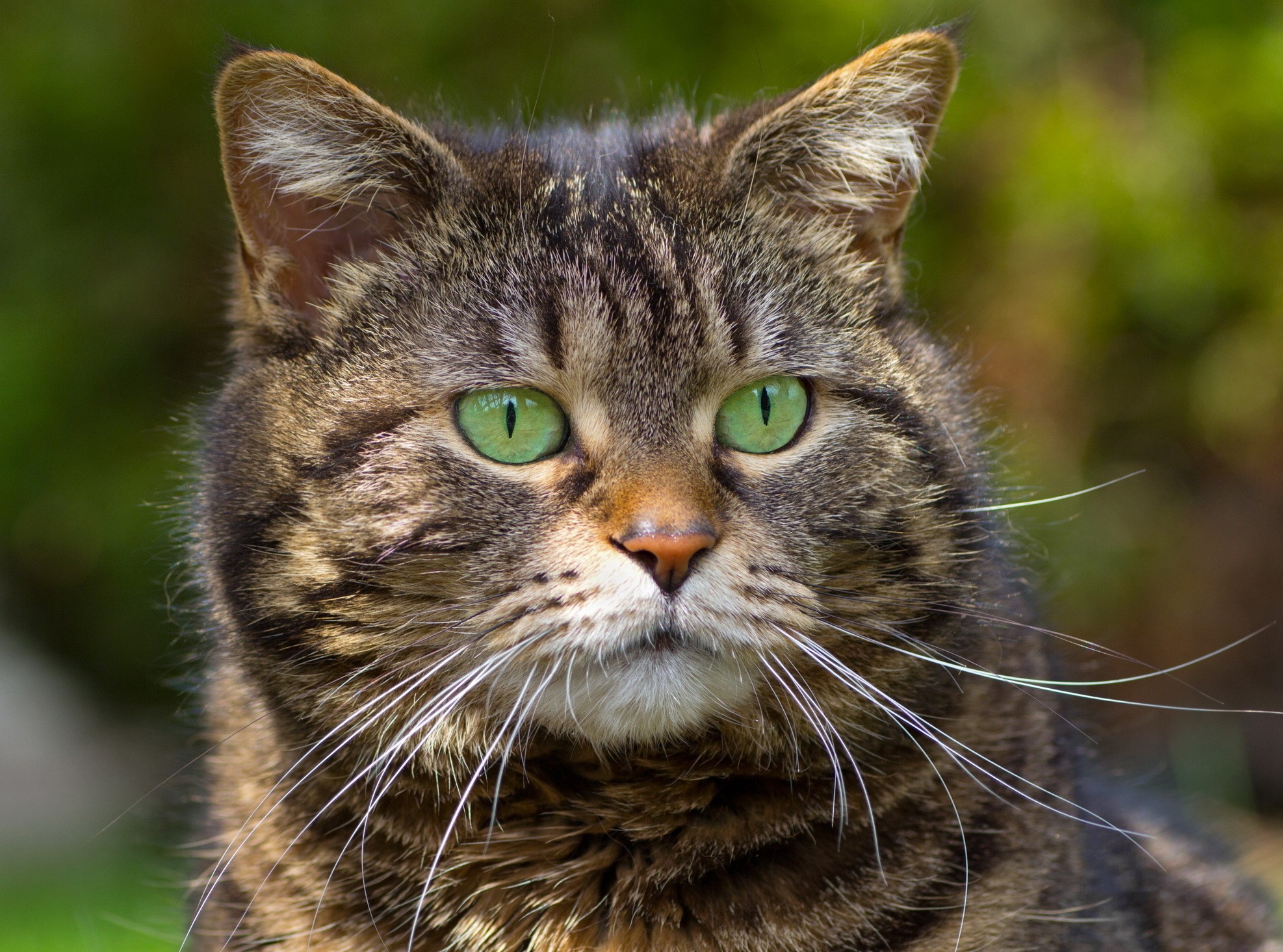 Close-up of a tabby cat's face HD Wallpaper