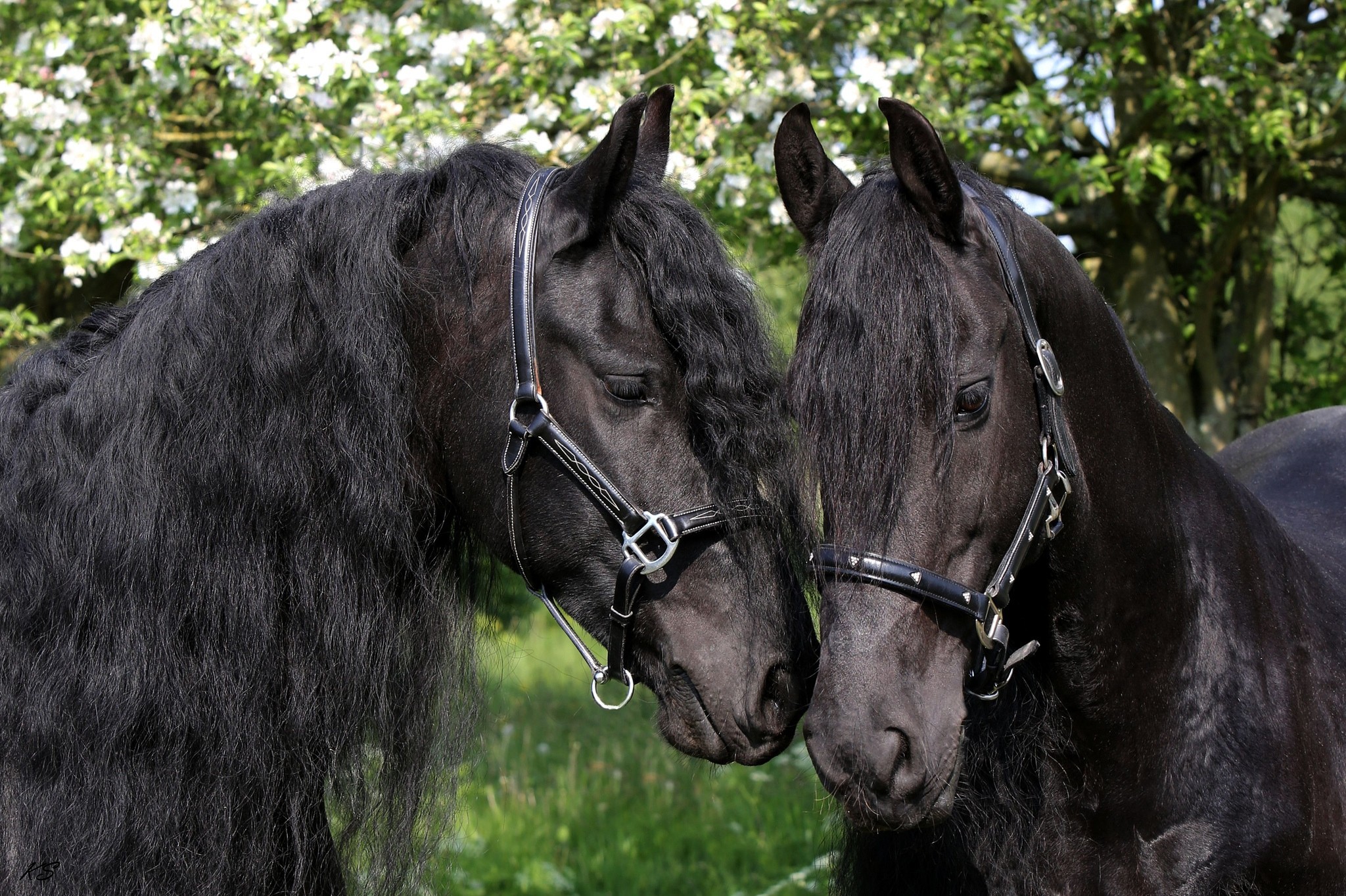 Two Friesian horses with flowing manes HD Wallpaper