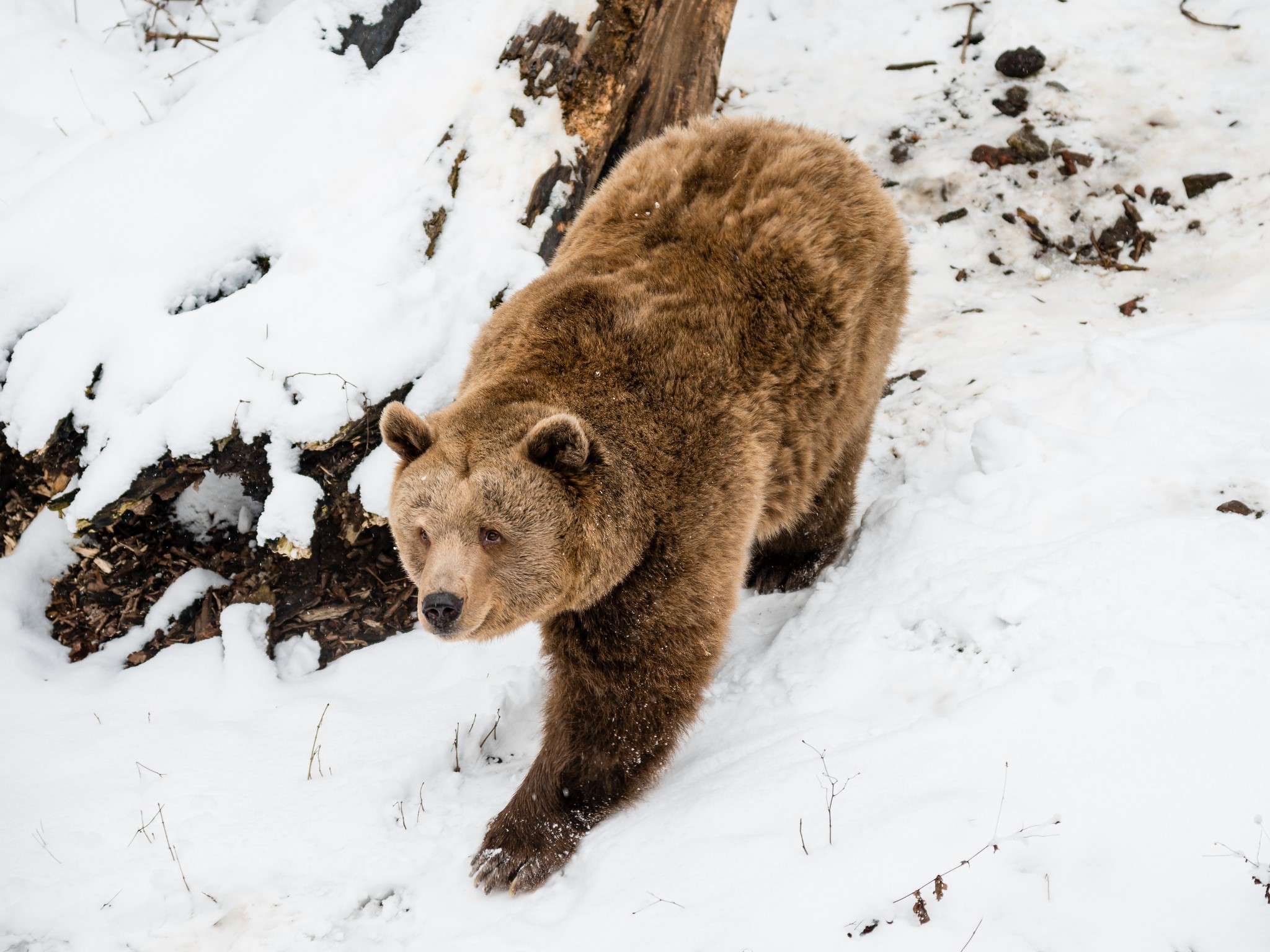 Brown bear walking in the snow HD Wallpaper