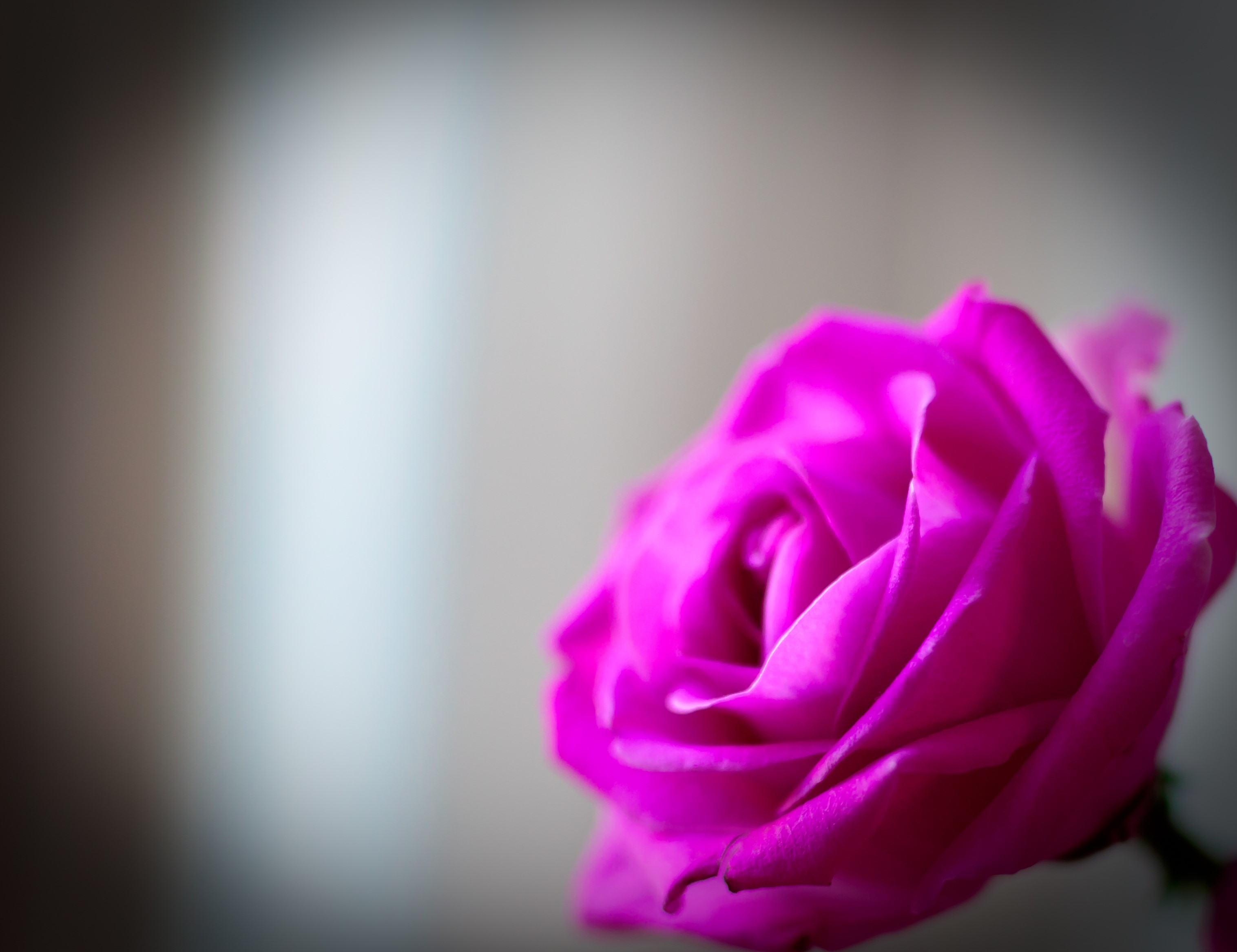 Close-up of a vibrant pink rose HD Wallpaper