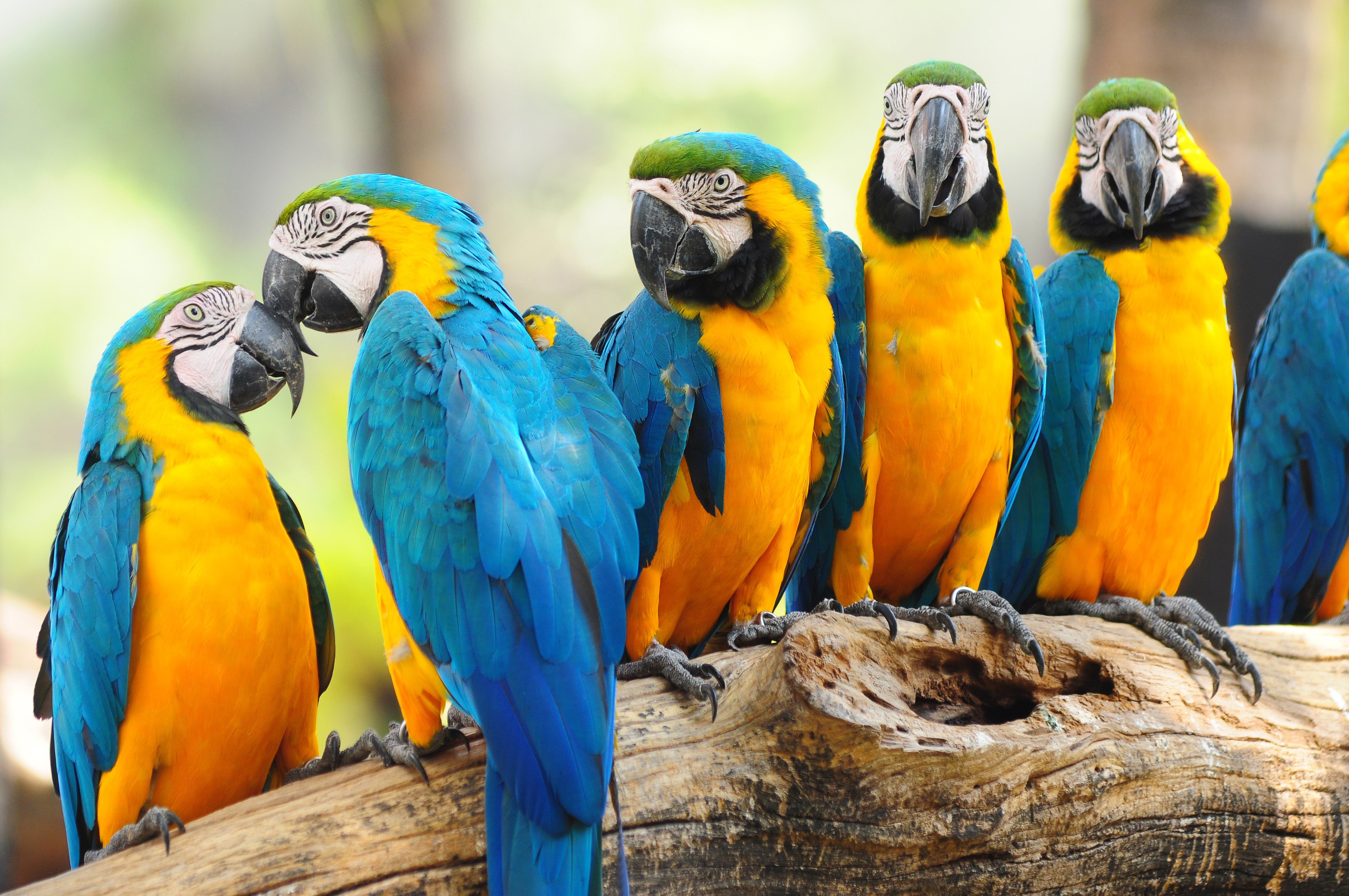 Blue and yellow macaws perched on a branch HD Wallpaper