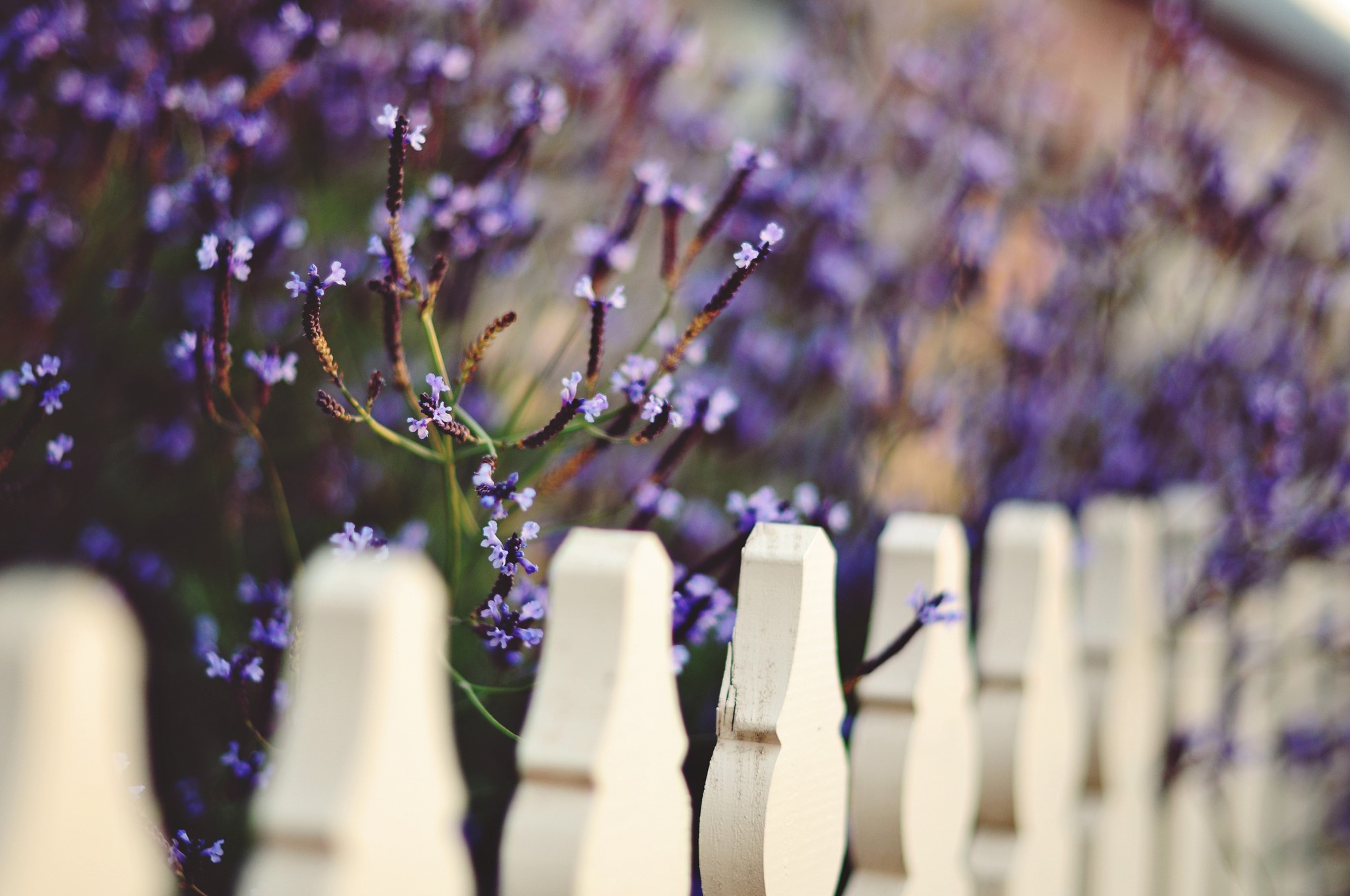 Purple flowers behind a white picket fence HD Wallpaper