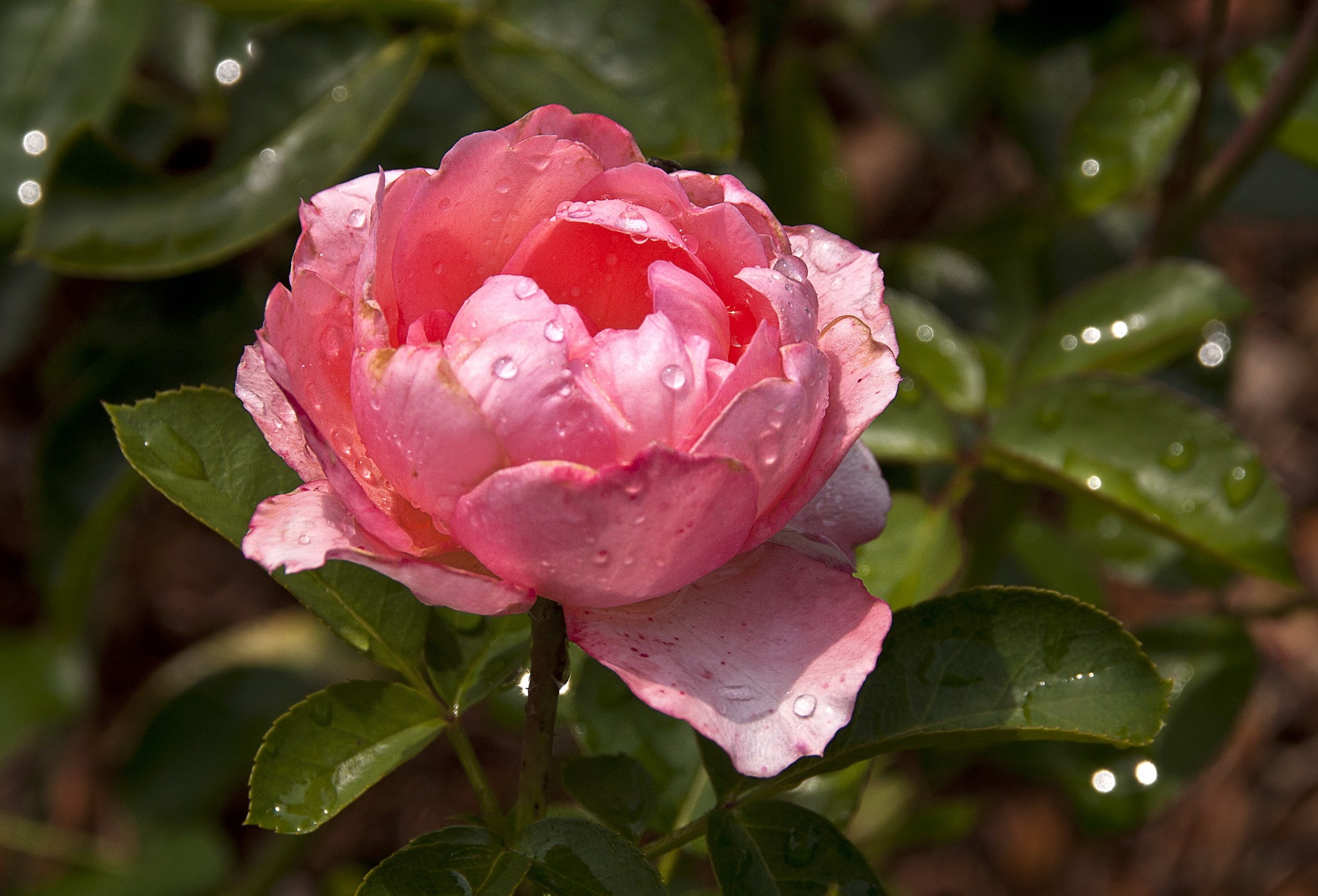Pink rose with water drops HD Wallpaper