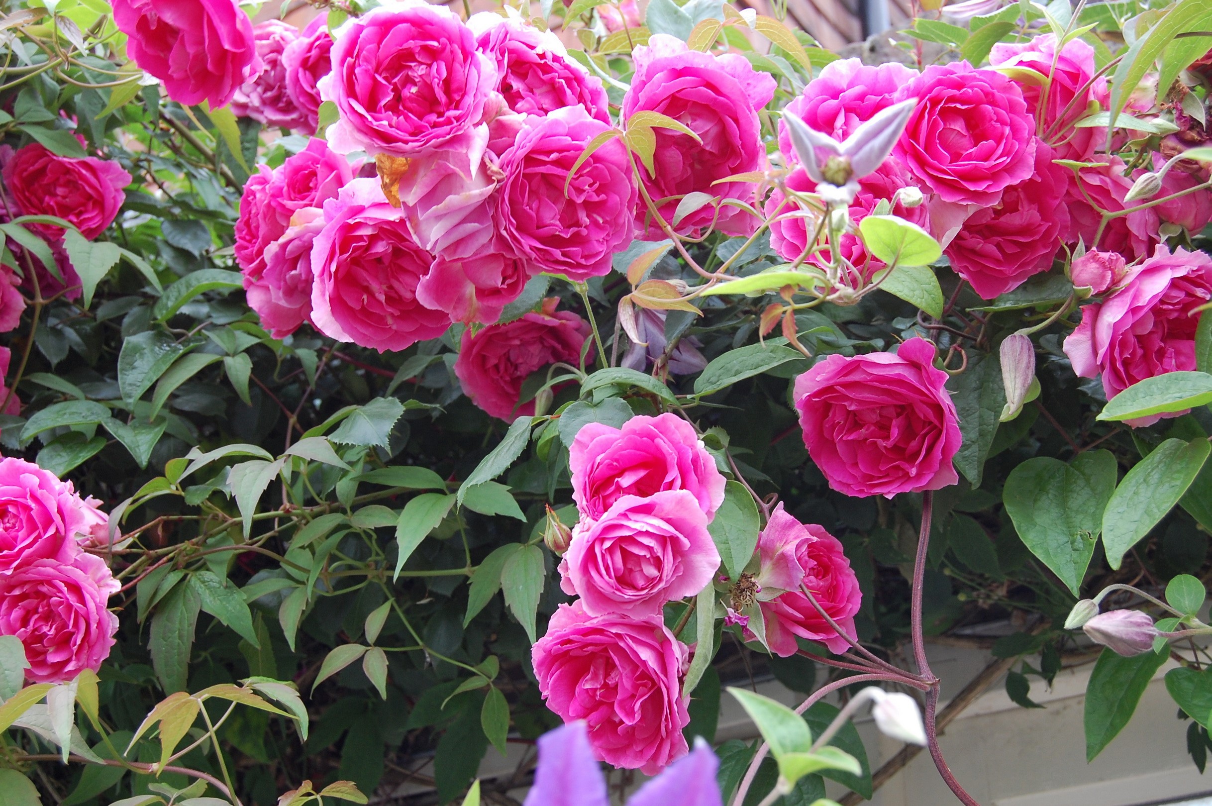 Pink roses and green leaves on a vine HD Wallpaper