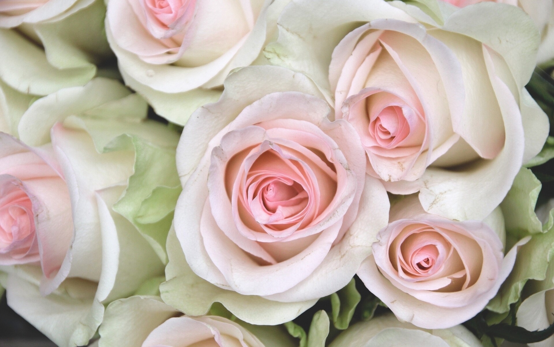Close-up of white and pink roses HD Wallpaper