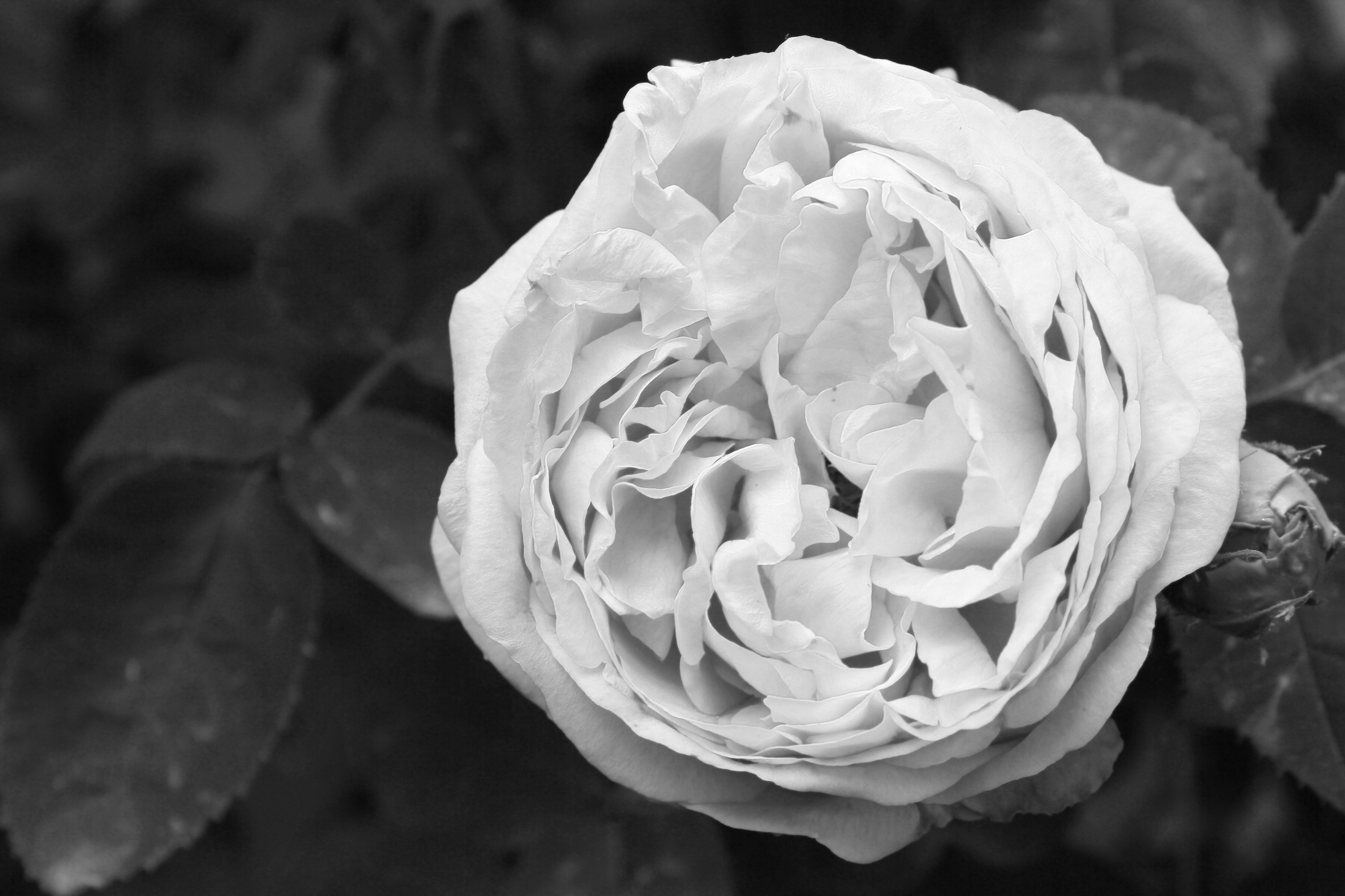 Black and White Close-up of a Rose HD Wallpaper