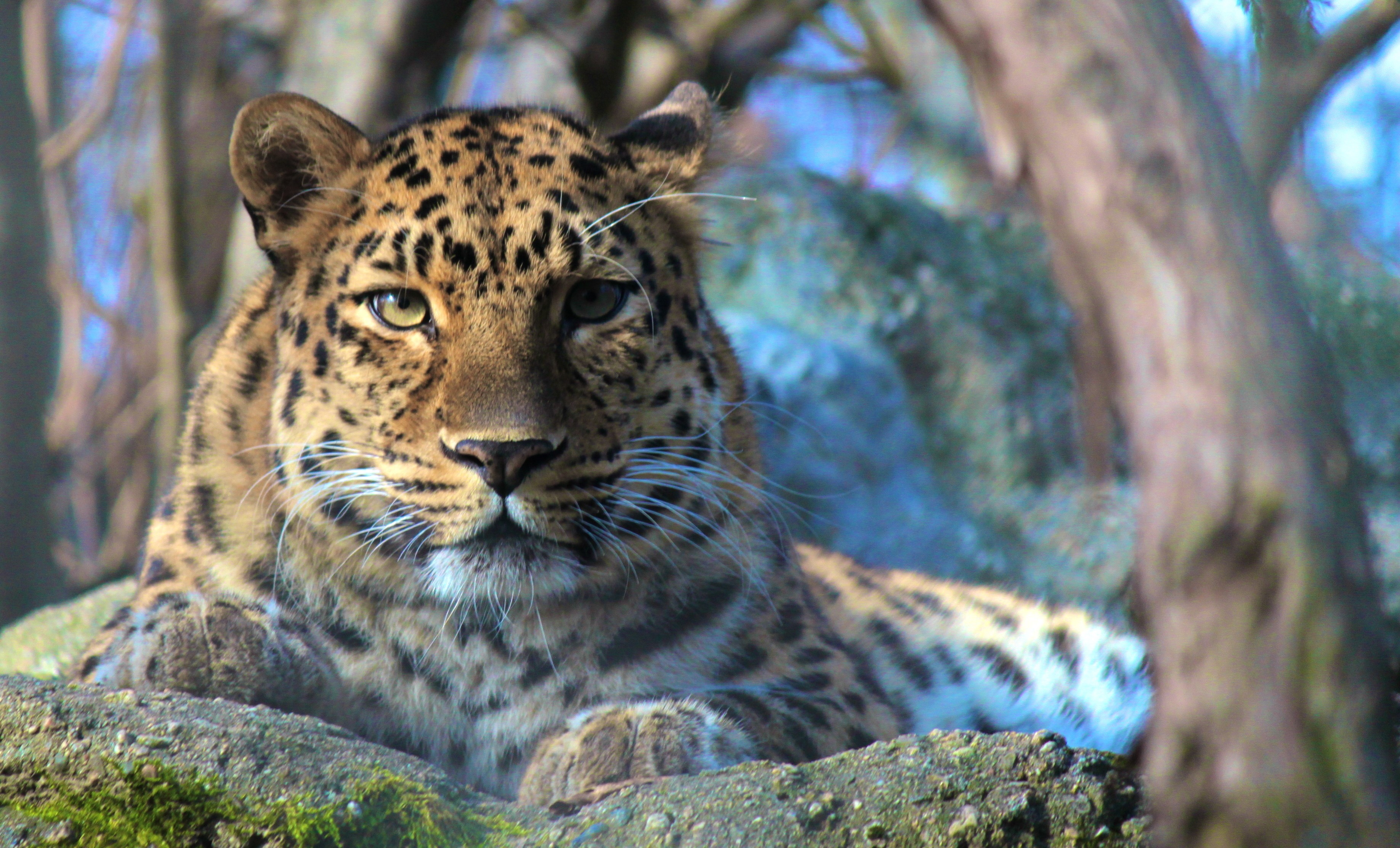 Leopard resting on a rock HD Wallpaper