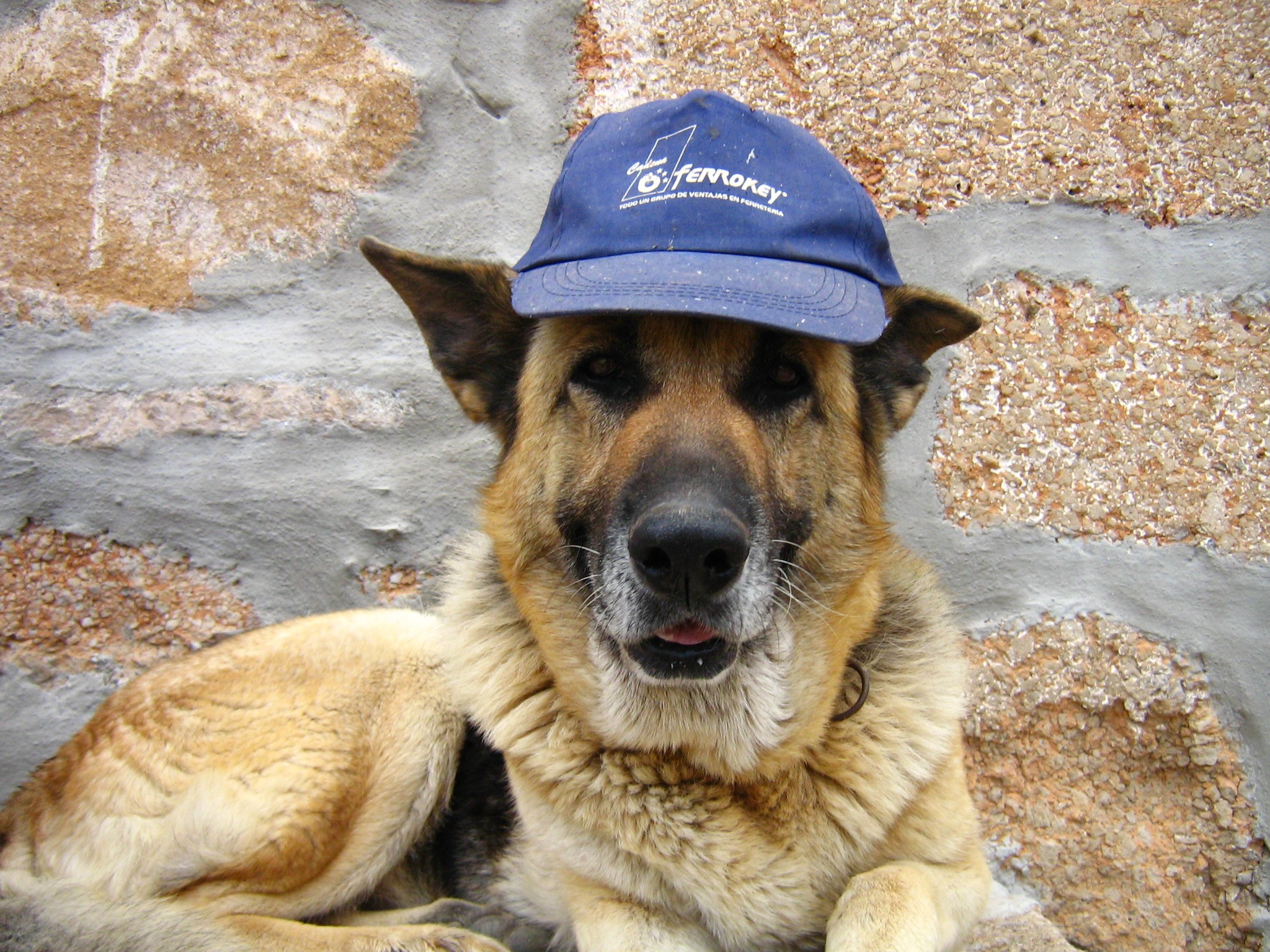 German Shepherd dog wearing a blue baseball cap HD Wallpaper