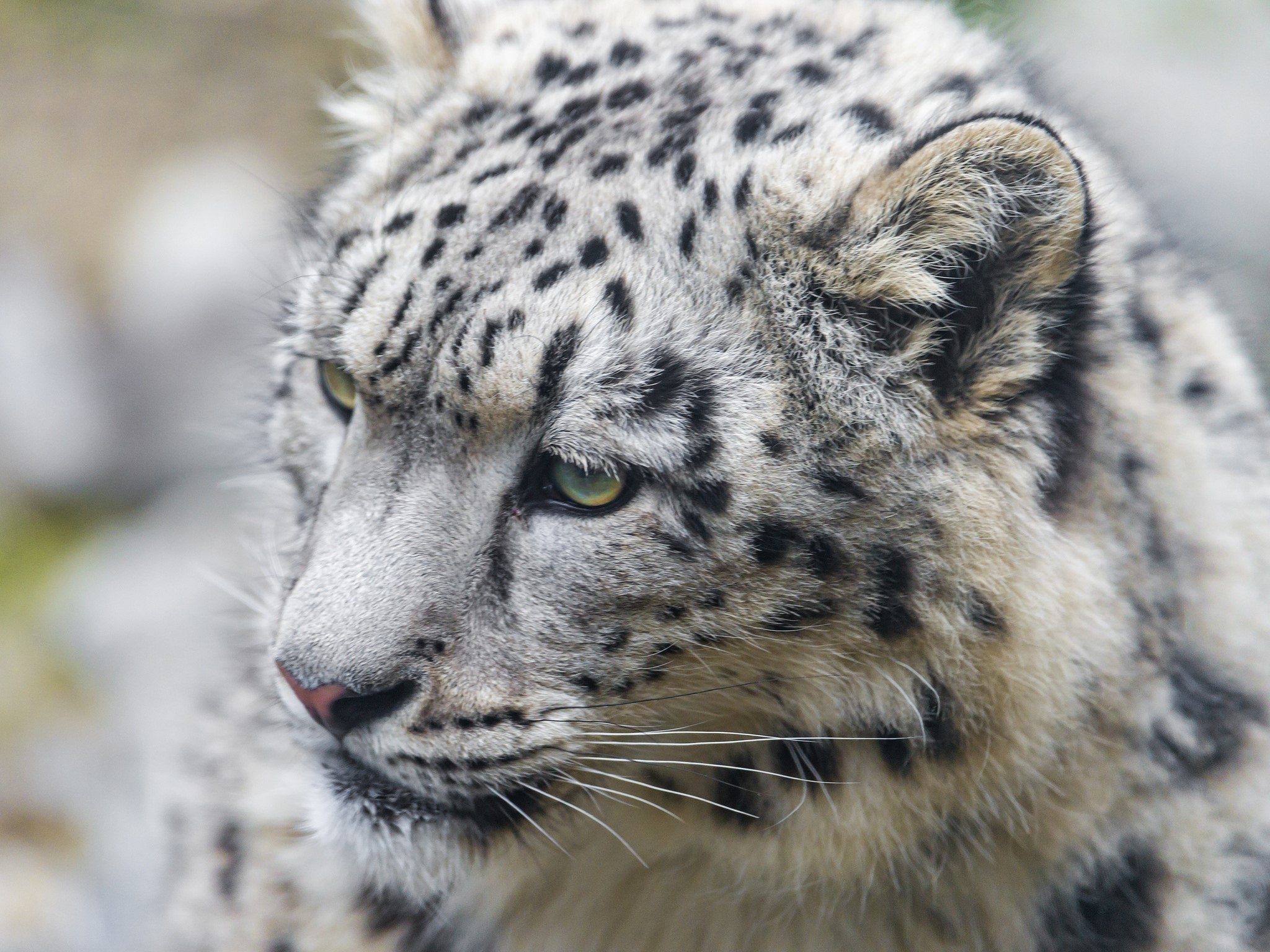 Close-up of a Snow Leopard's Face HD Wallpaper