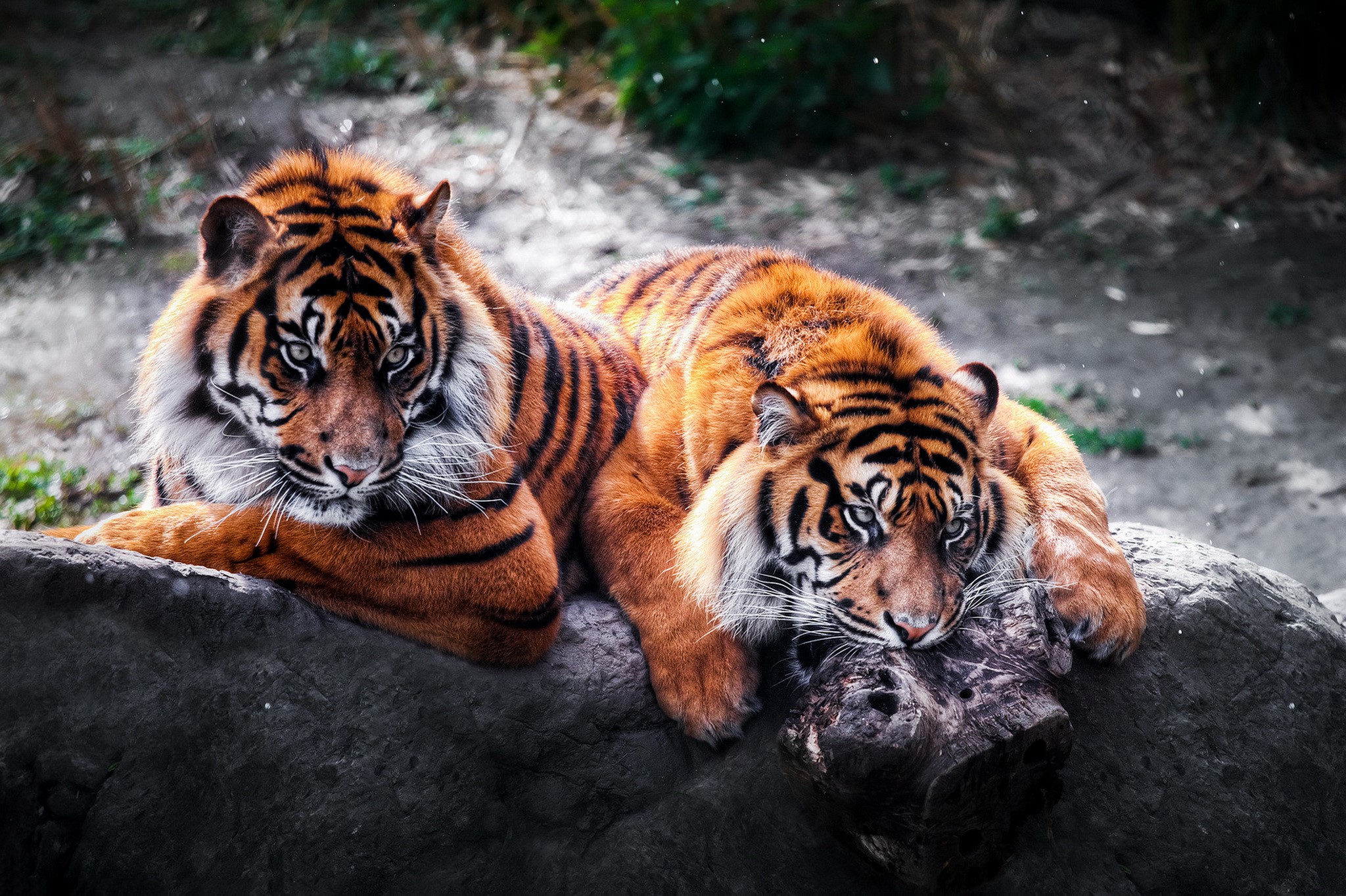 Two tigers resting on a rock HD Wallpaper