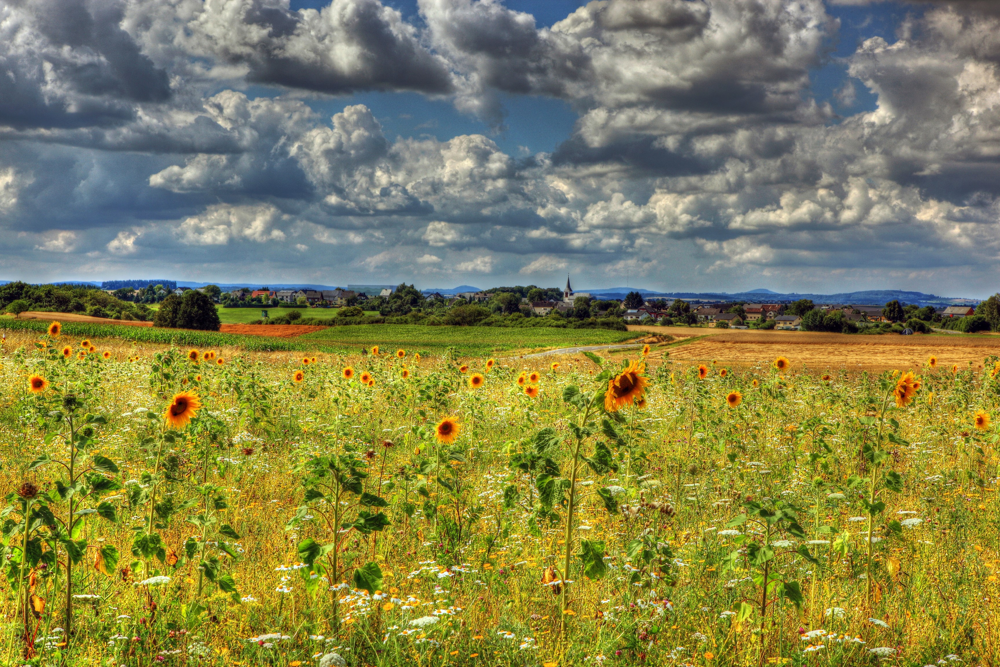 Sunflower field in Bremm, Germany under cloudy sky HD Wallpaper