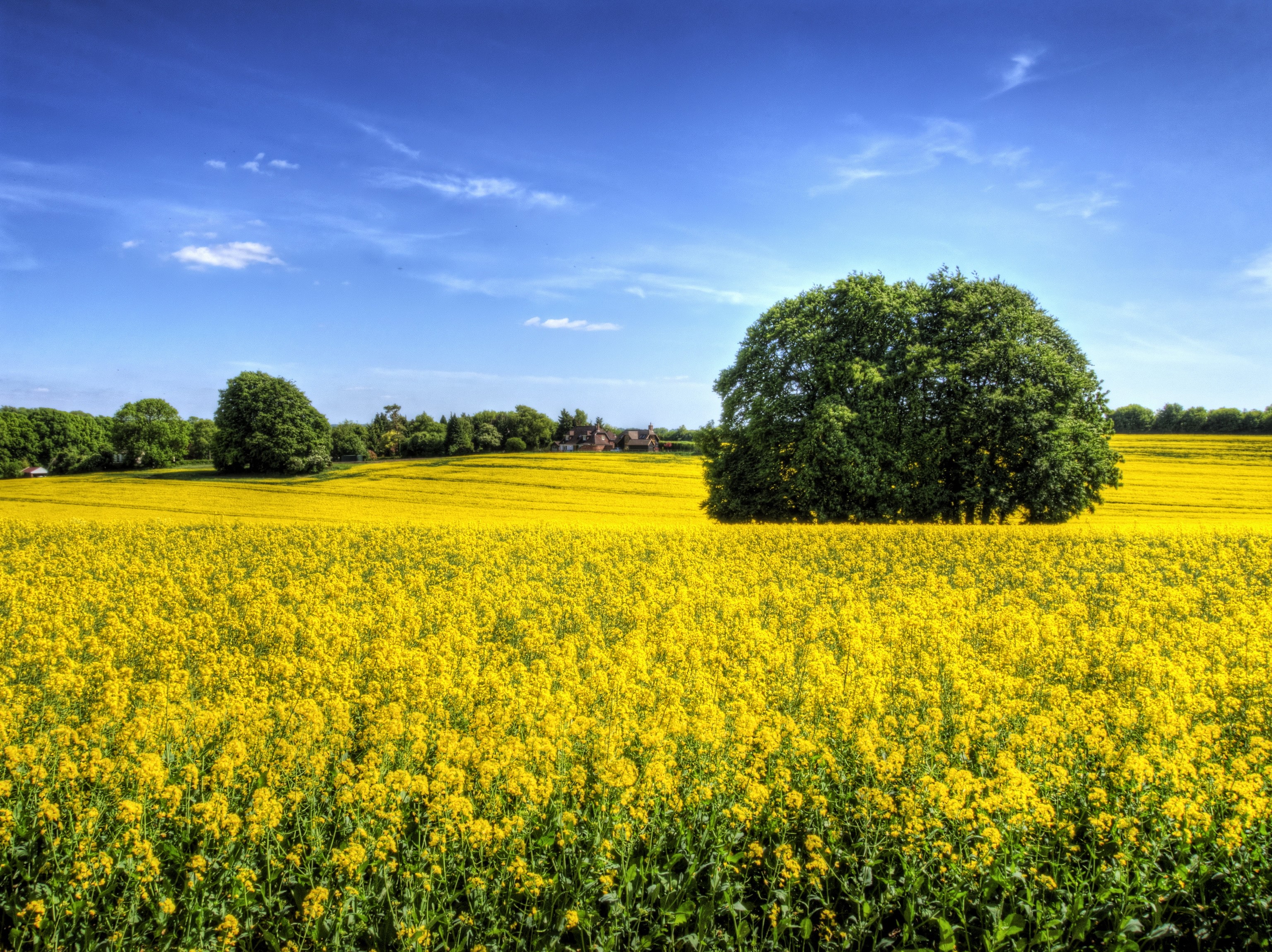 Field of Rapeseed Under a Blue Sky HD Wallpaper