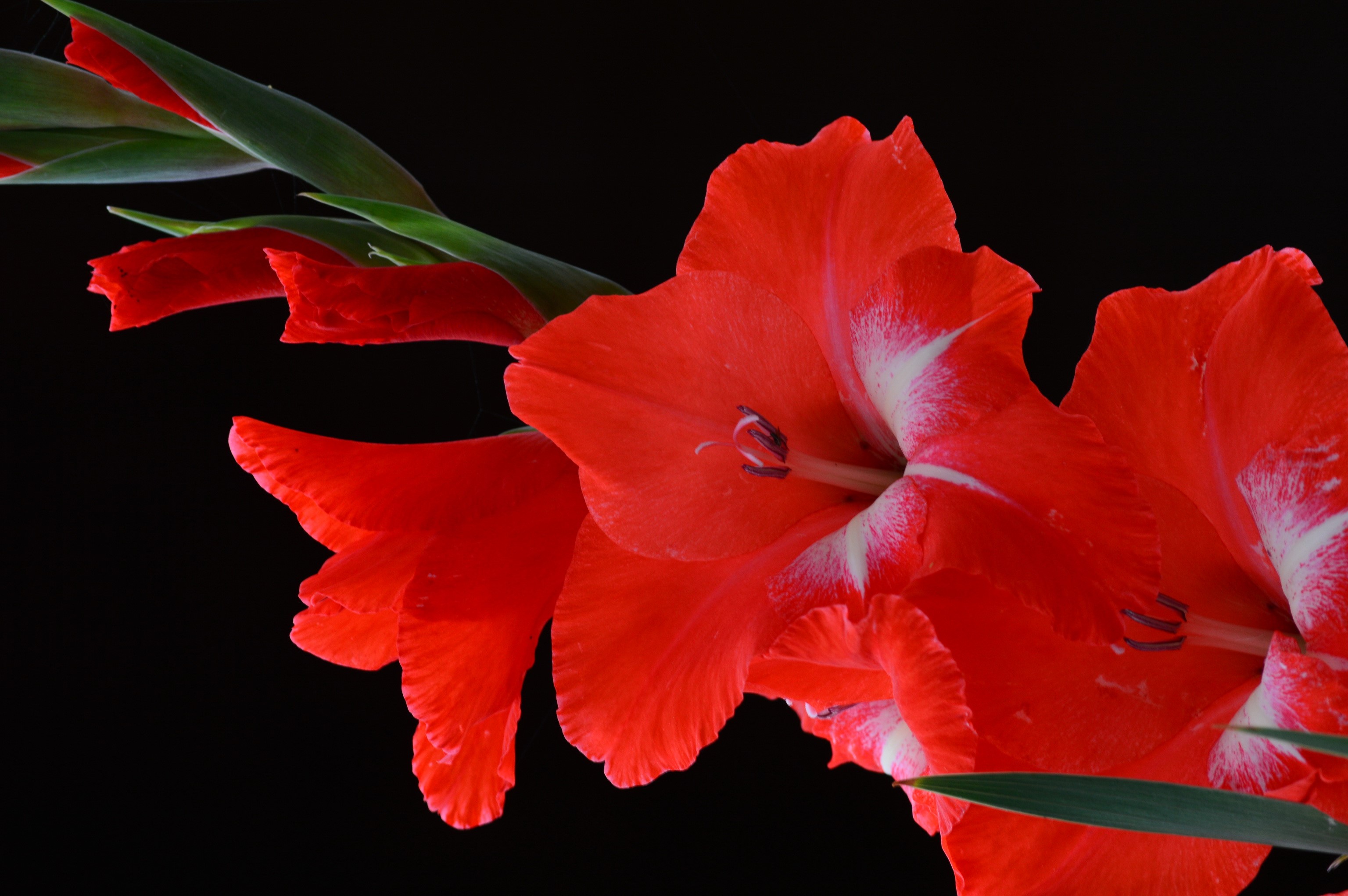 Red Gladioluses closeup on black background HD Wallpaper