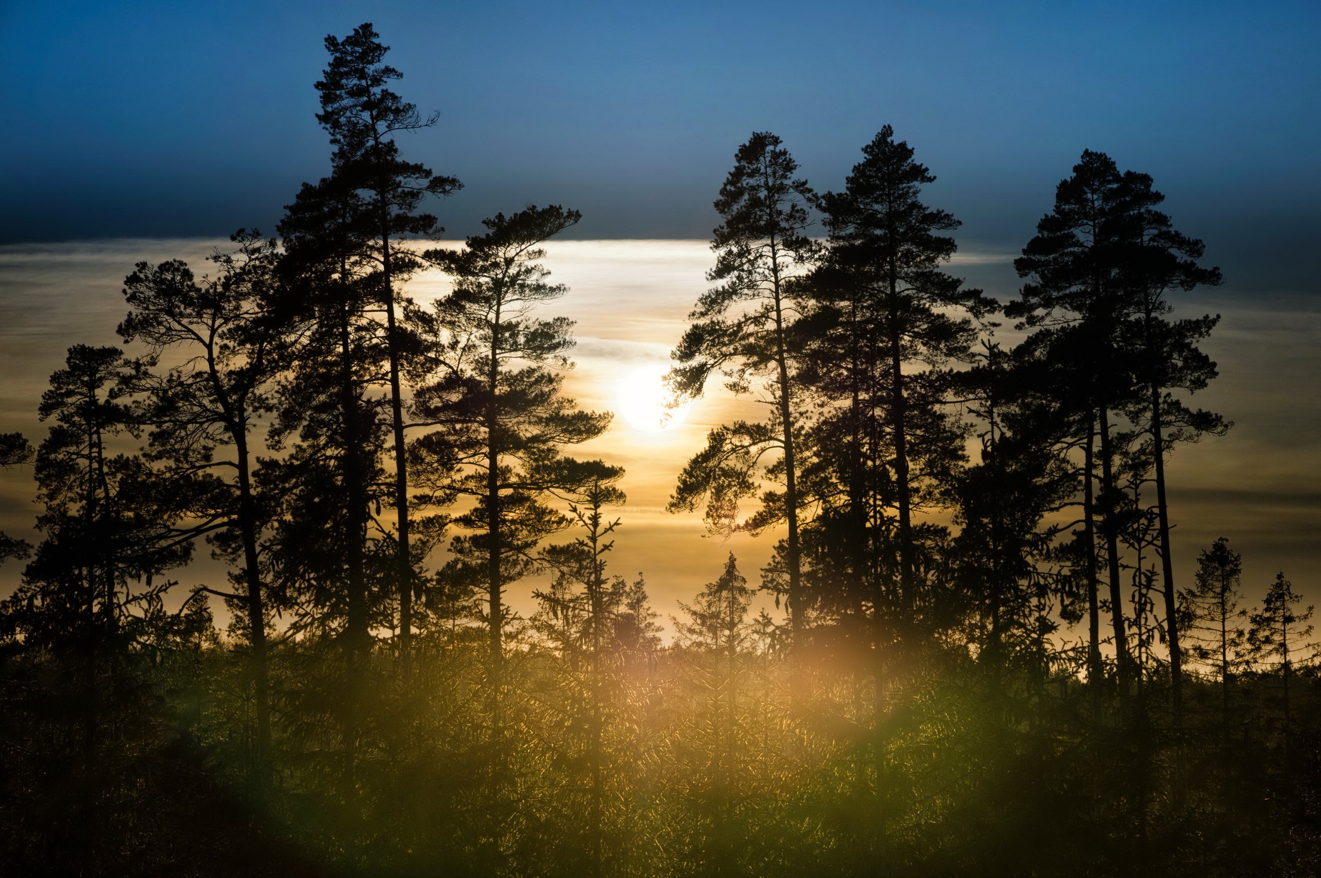 Silhouetted pine trees against a sunset sky HD Wallpaper