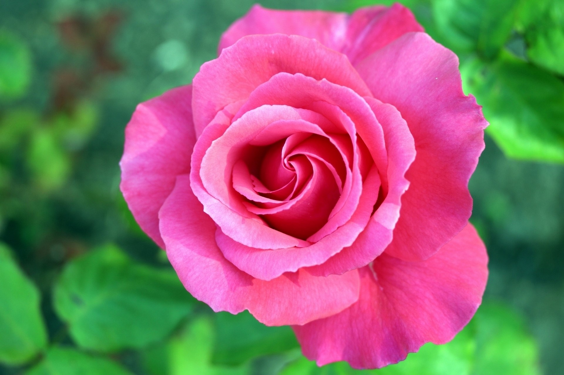 Close-up of a pink rose HD Wallpaper