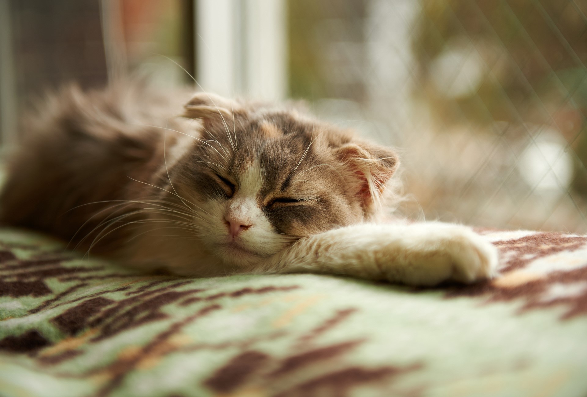 A fluffy cat sleeping on a blanket HD Wallpaper