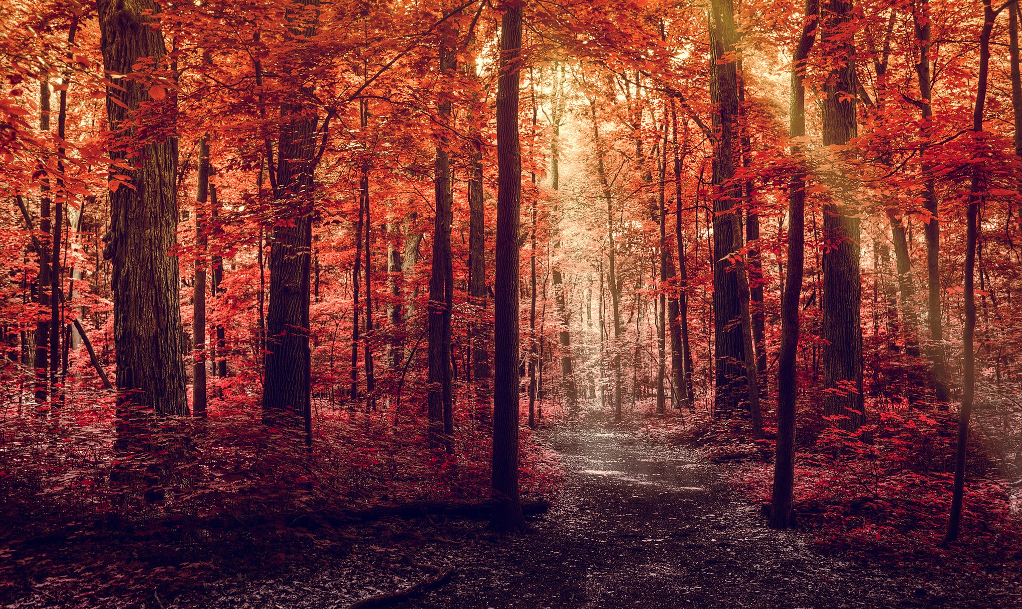 Autumn forest with a path and red leaves HD Wallpaper