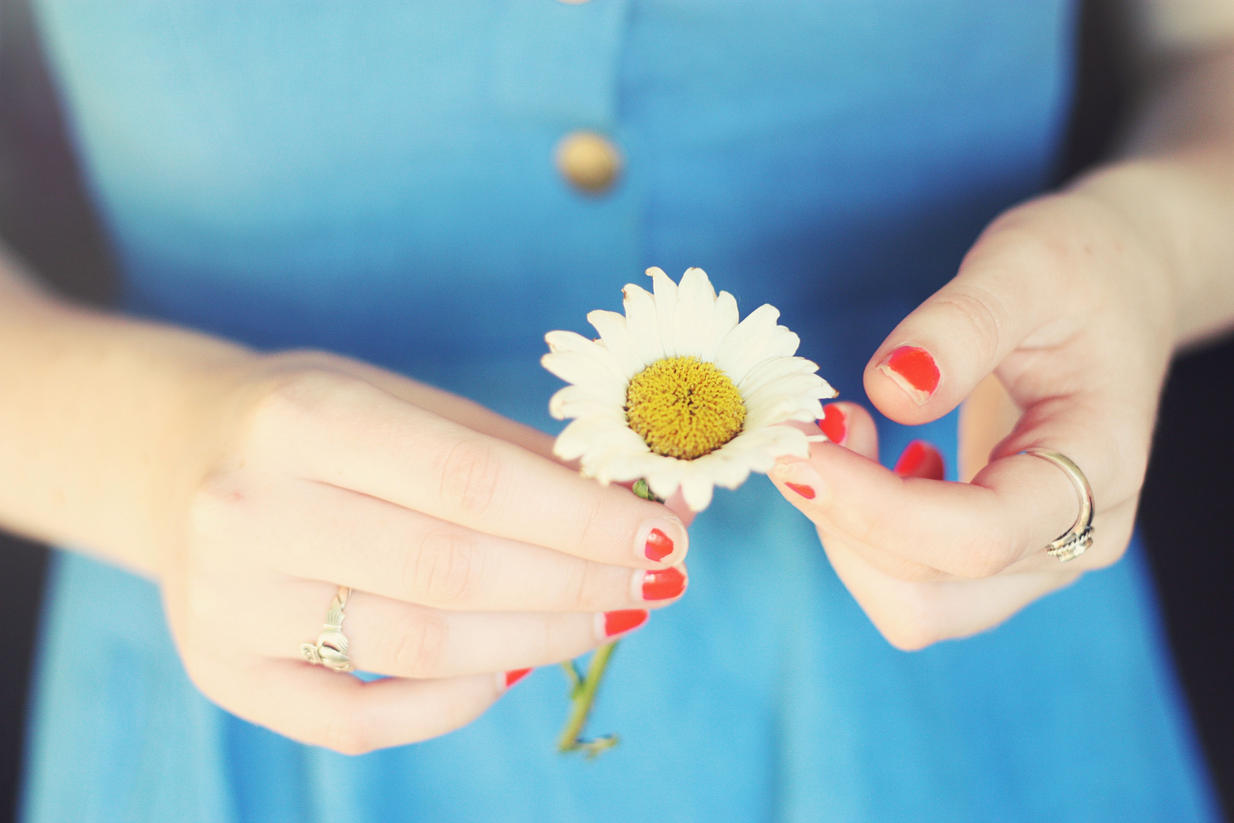 Hands holding a daisy with red manicure HD Wallpaper