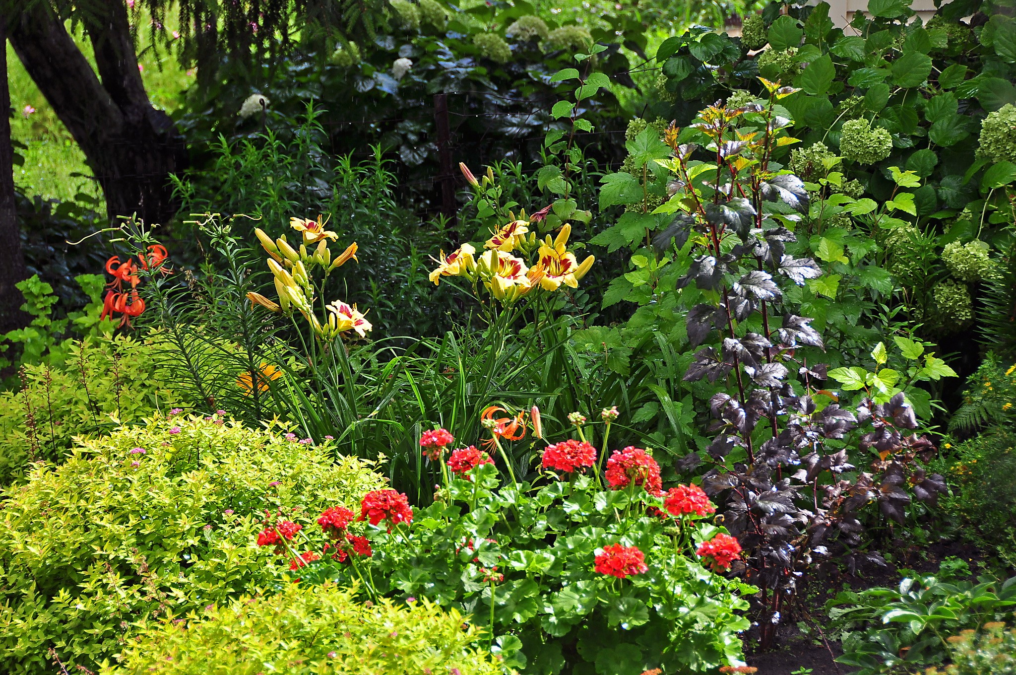 A vibrant garden with lilies and geraniums HD Wallpaper