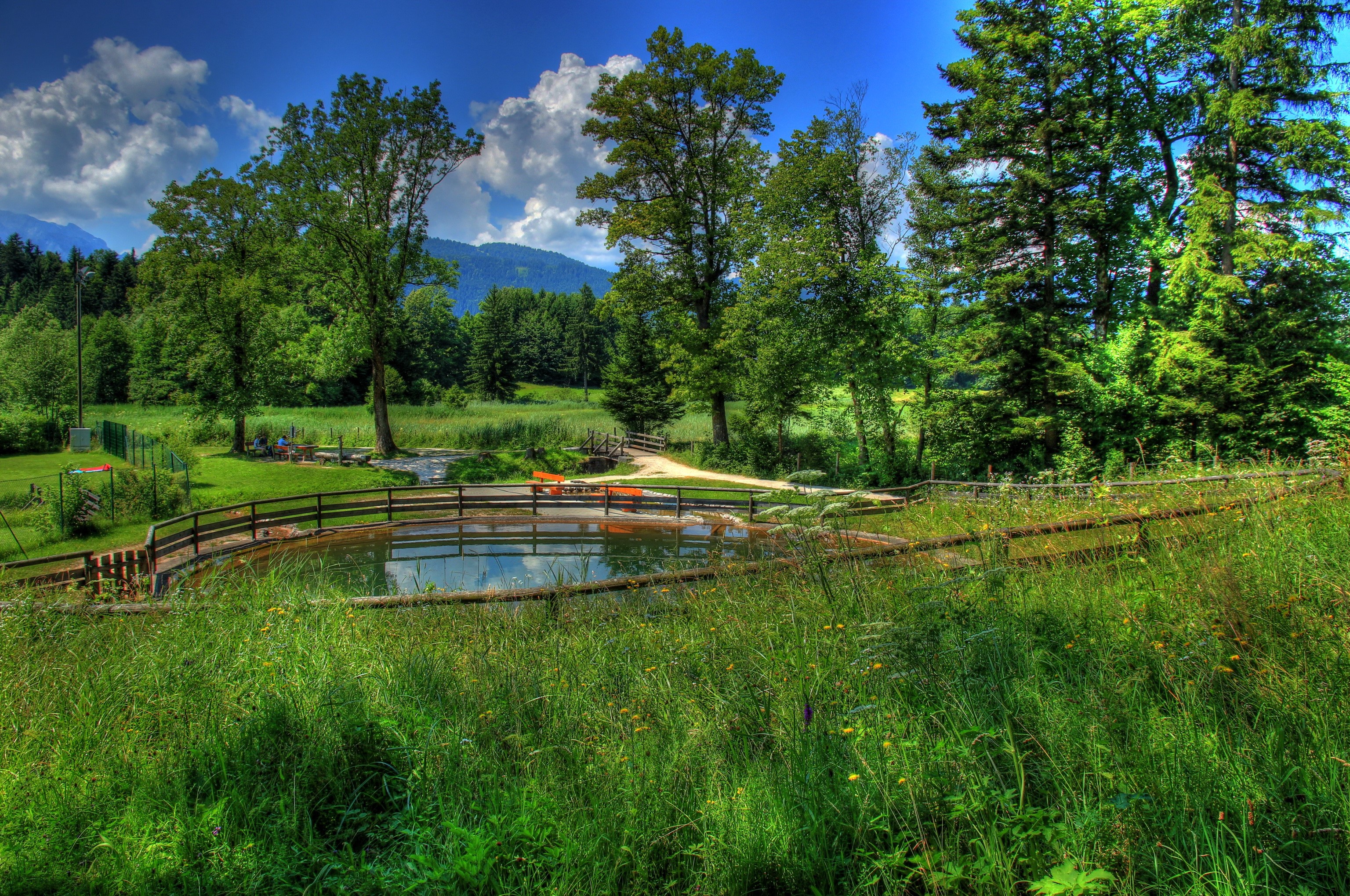 Pond and trees in a green landscape HD Wallpaper