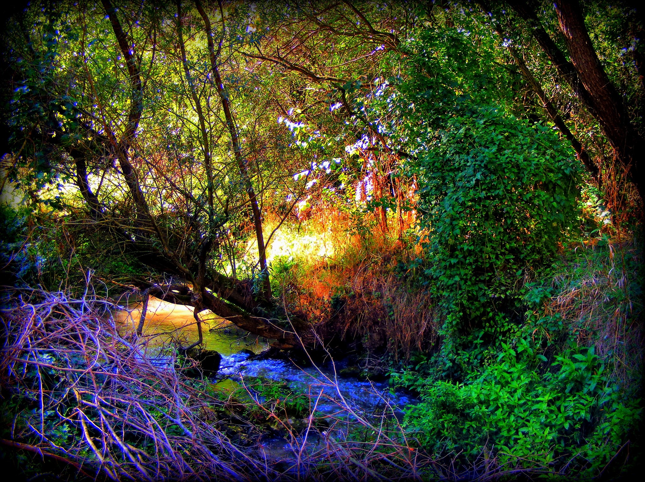 Forest stream with fallen tree and colorful foliage HD Wallpaper