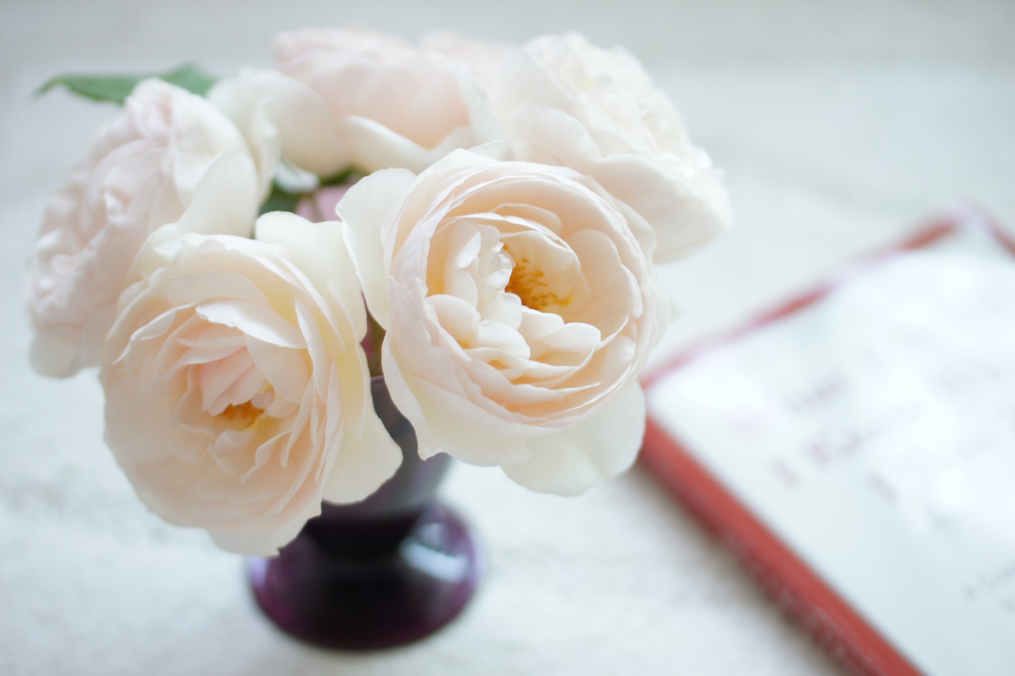 Close-up of pale pink roses in a dark vase HD Wallpaper