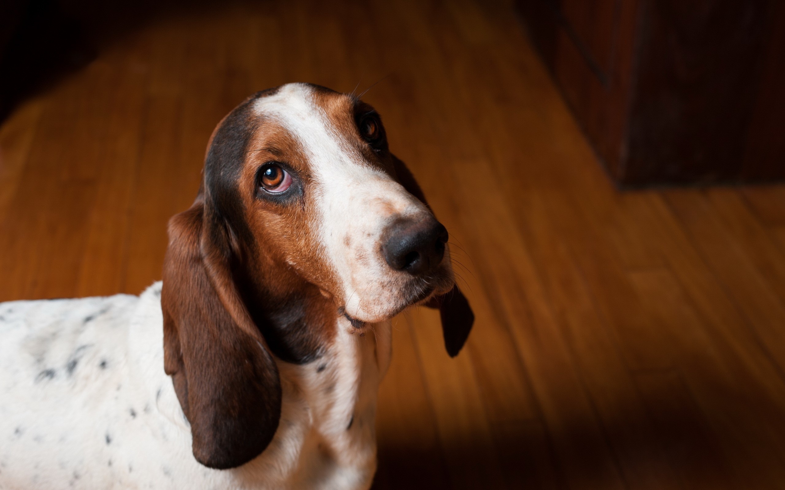 Basset Hound dog looking up HD Wallpaper